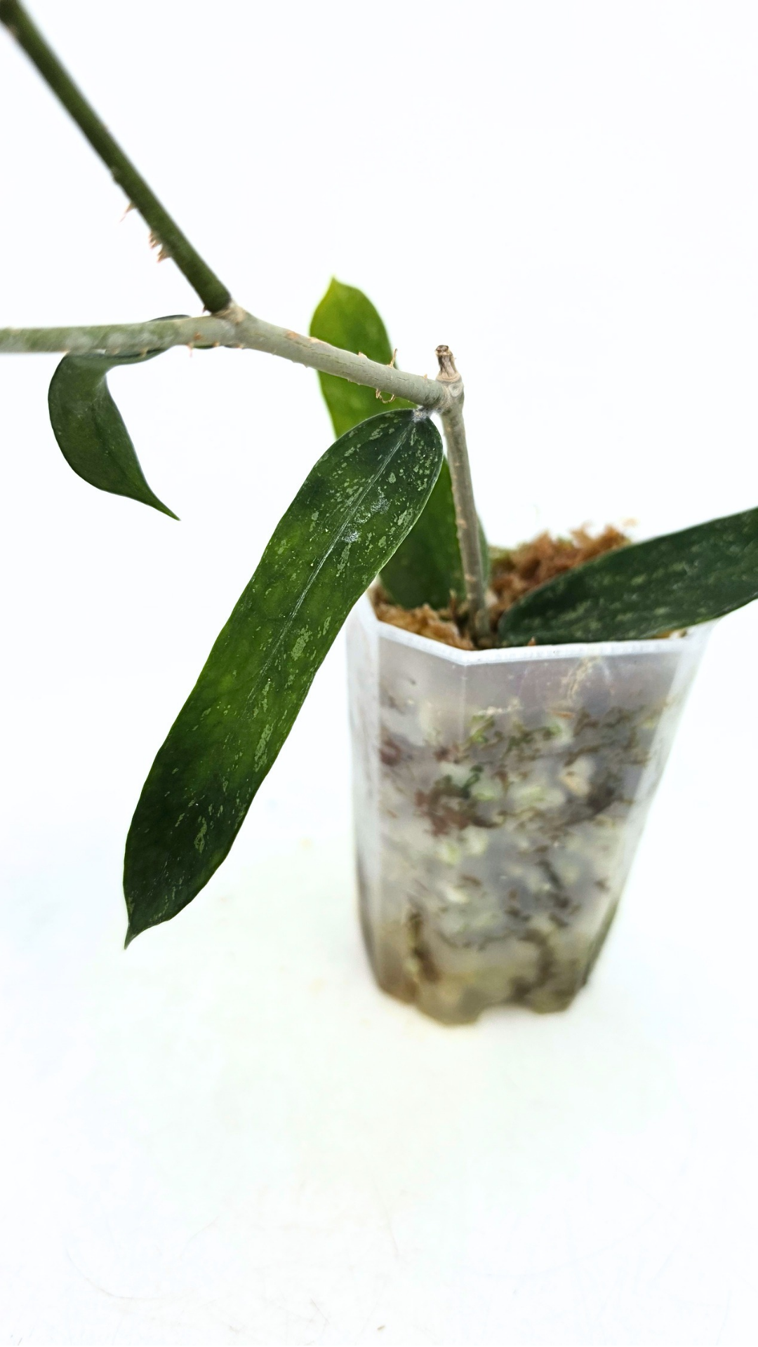 Rare waxplant Pandurata Silver Splash available at rare indoor plant shop The Leaf Gallery in Perth, Western Australia