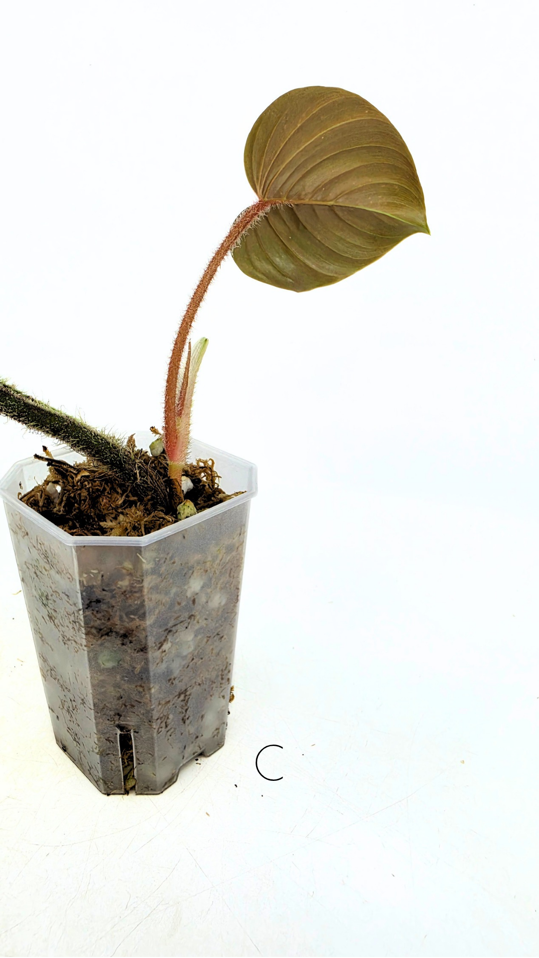 Rare plant philodendron squamicaule pink available at rare plant shop The Leaf Gallery in Perth, Western Australia