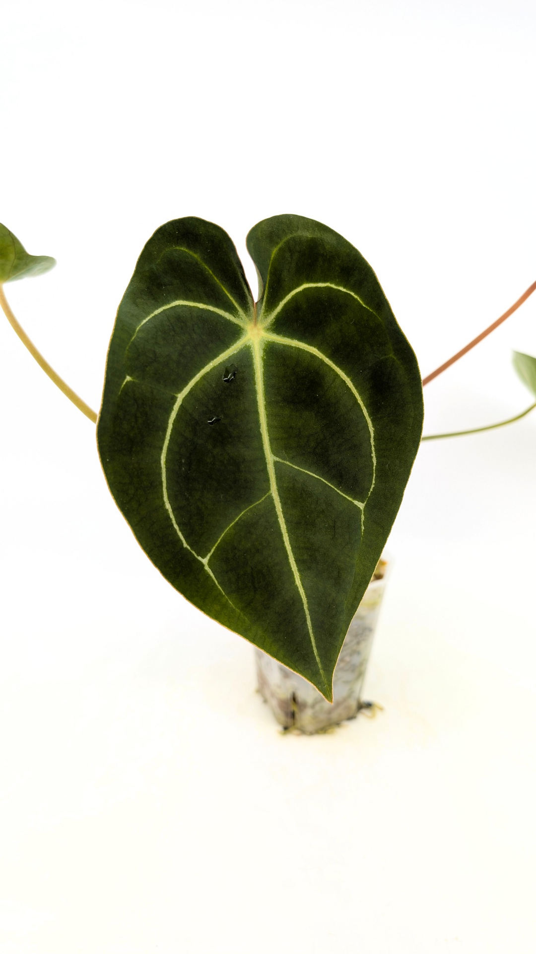 Rare anthurium hybrid Dark Forgetii x Bessae Aff available from rare plant shop The Leaf Gallery in Perth, Western Australia