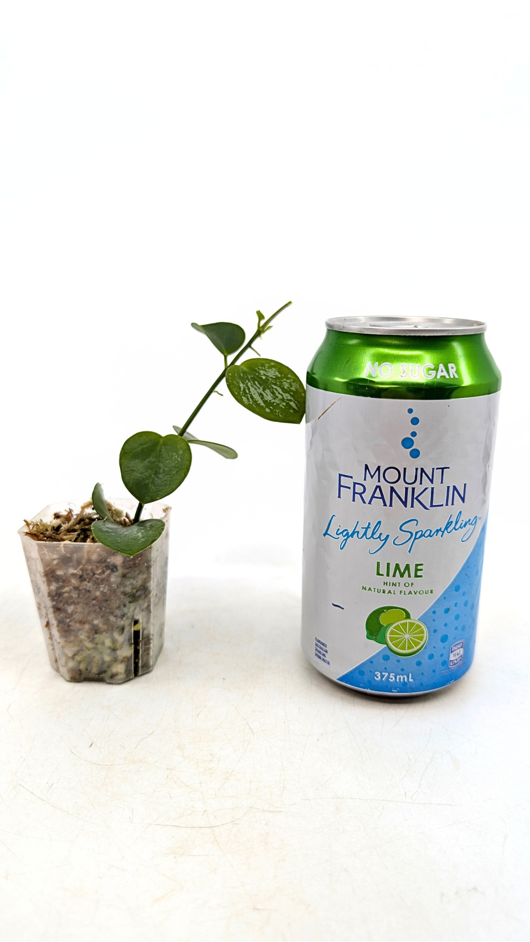 Rare waxplant Hoya Biak Irian Jaya IML1187 available for sale at rare plant shop The Leaf Gallery in Perth, Western Australia