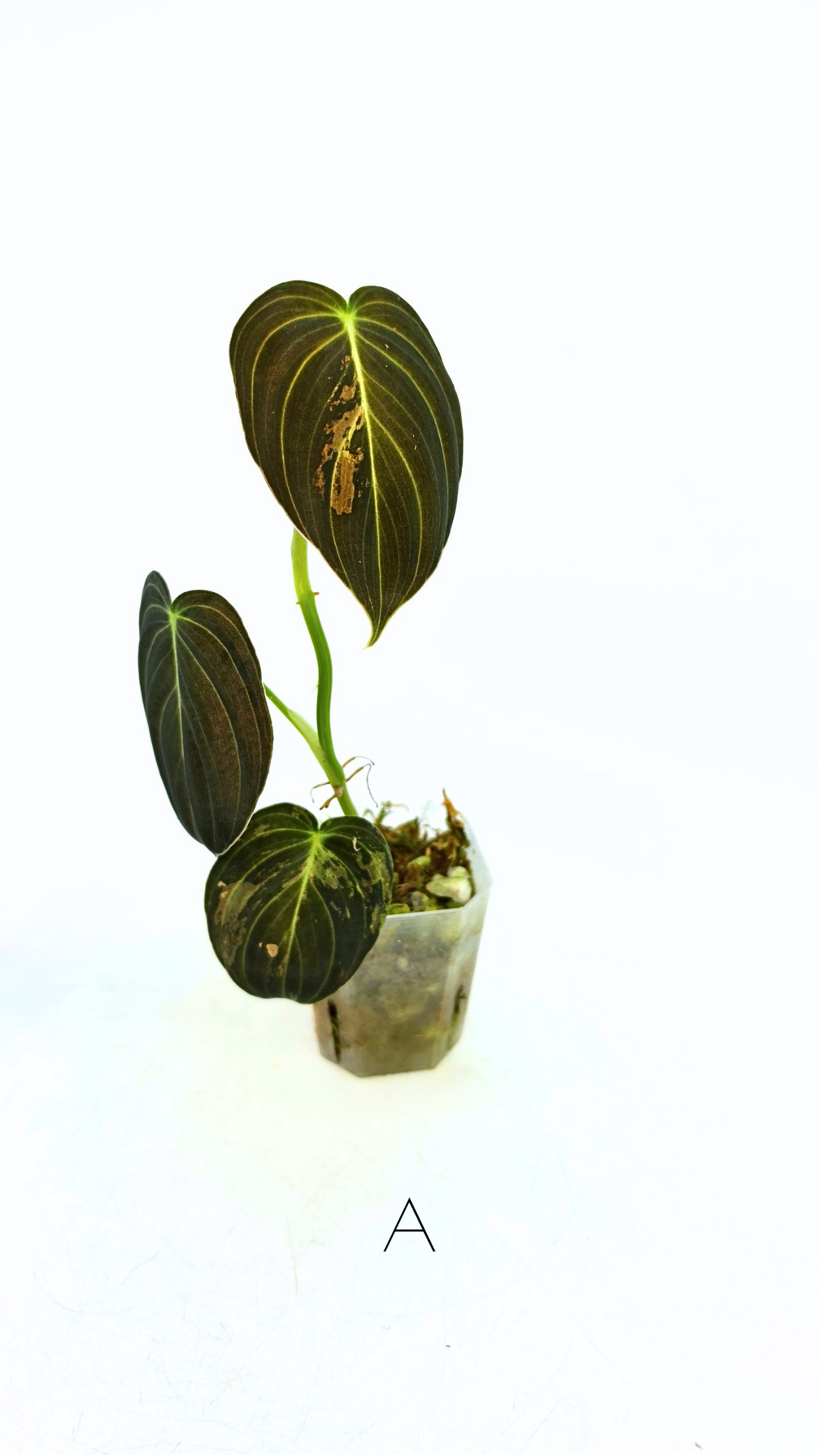 Rare plant Philodendron Melanochrysum Varigated available for sale at rare plant shop The Leaf Gallery in Perth, Western Australia