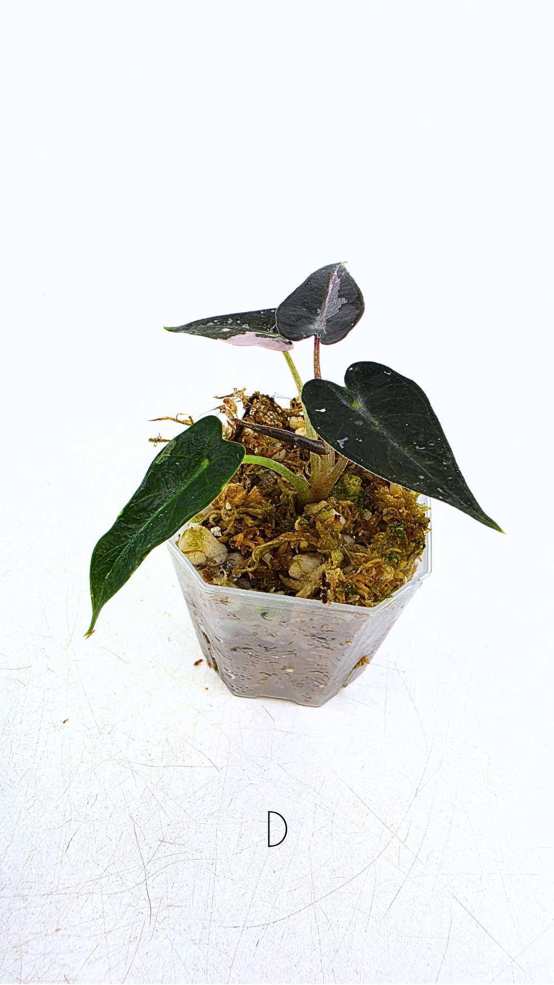 Rare indoor plant Alocasia Amazonica Bambino Pink TC plantlets available for sale at rare houseplant shop The Leaf Gallery in Perth, Western Australia
