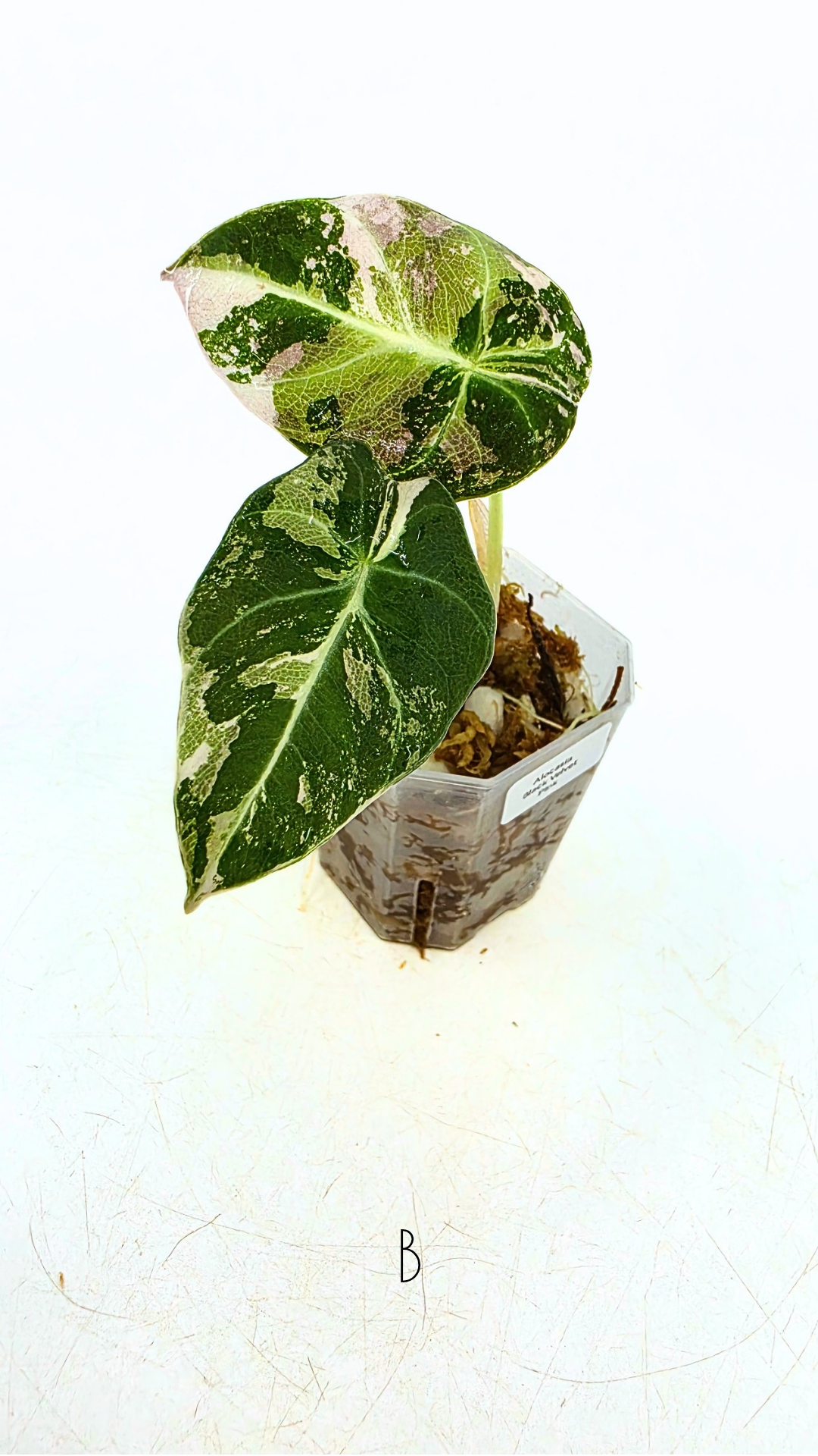 Rare indoor plant Alocasia Black Velvet Pink Variegated available for sale from rare house plant shop The Leaf Gallery in Perth, Western Australia