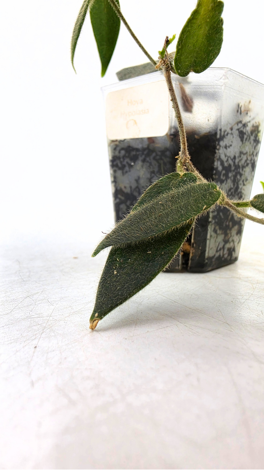 Rare waxplant Hoya Hypolasia available for sale at rare indoor plant shop The Leaf Gallery in Perth, Western Australia