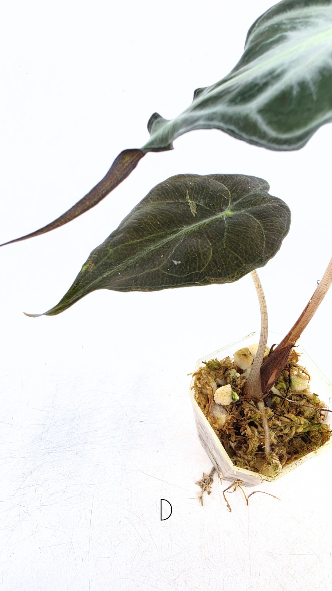 Rare indoor plant Alocasia Venom available for sale at rare house plant shop The Leaf Gallery in Perth, Western Australia