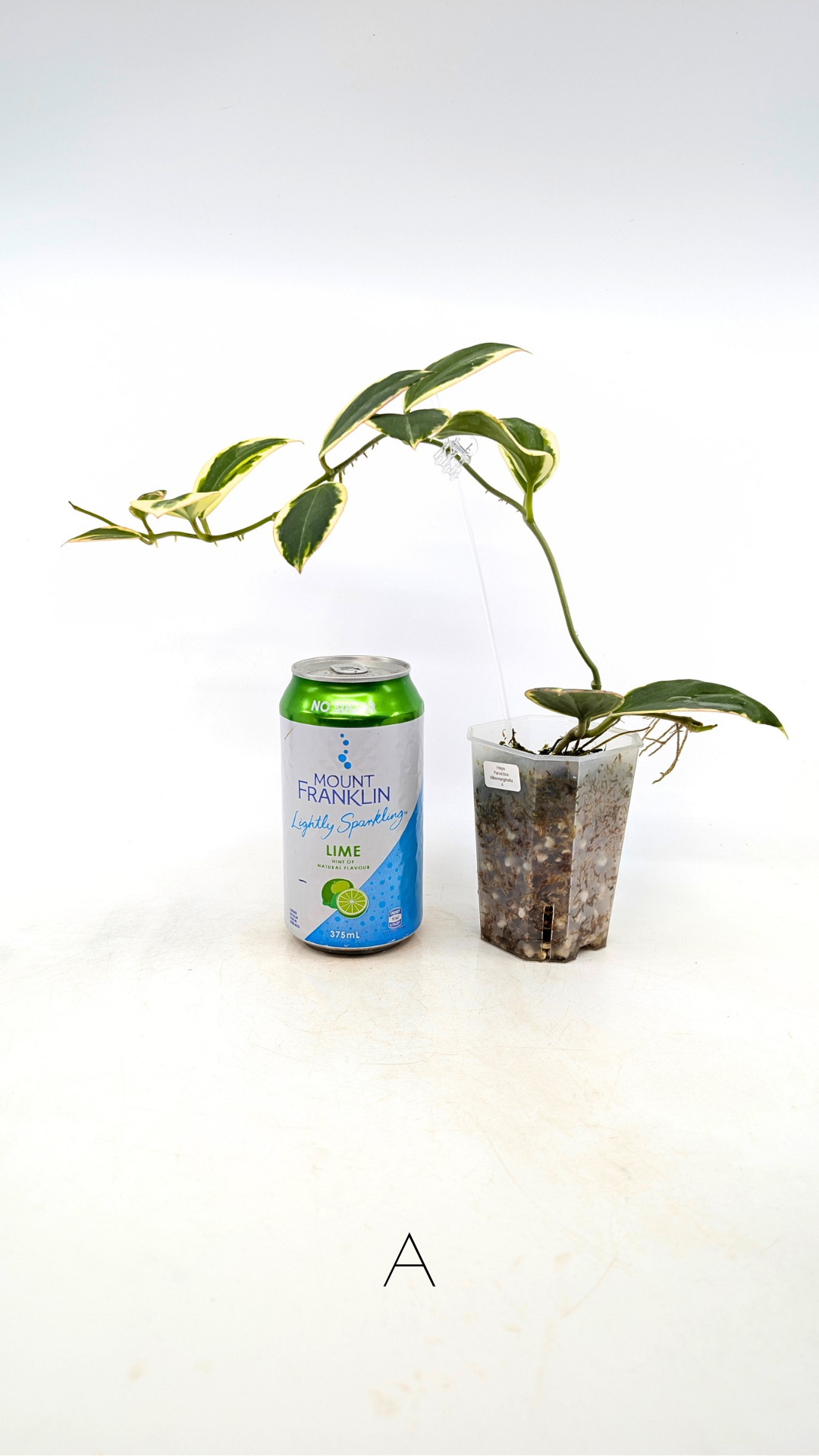 Rare waxplant Hoya sp Para Albomarginata available for sale at rare indoor plant shop The Leaf Gallery in Perth, Western Australia