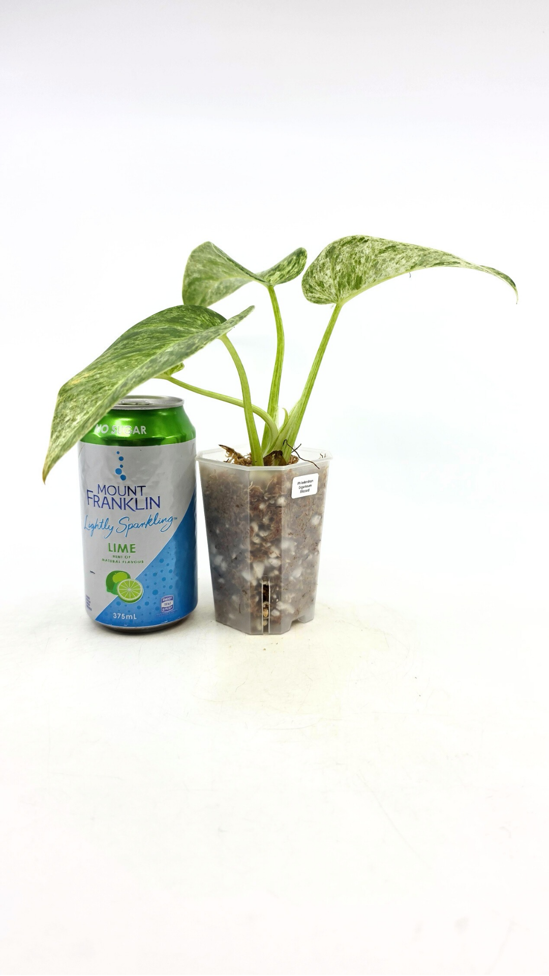 Rare indoor plant Philodendron Giganteum Blizzard Varigated by rare plant shop The Leaf Gallery in Perth, Western Australia