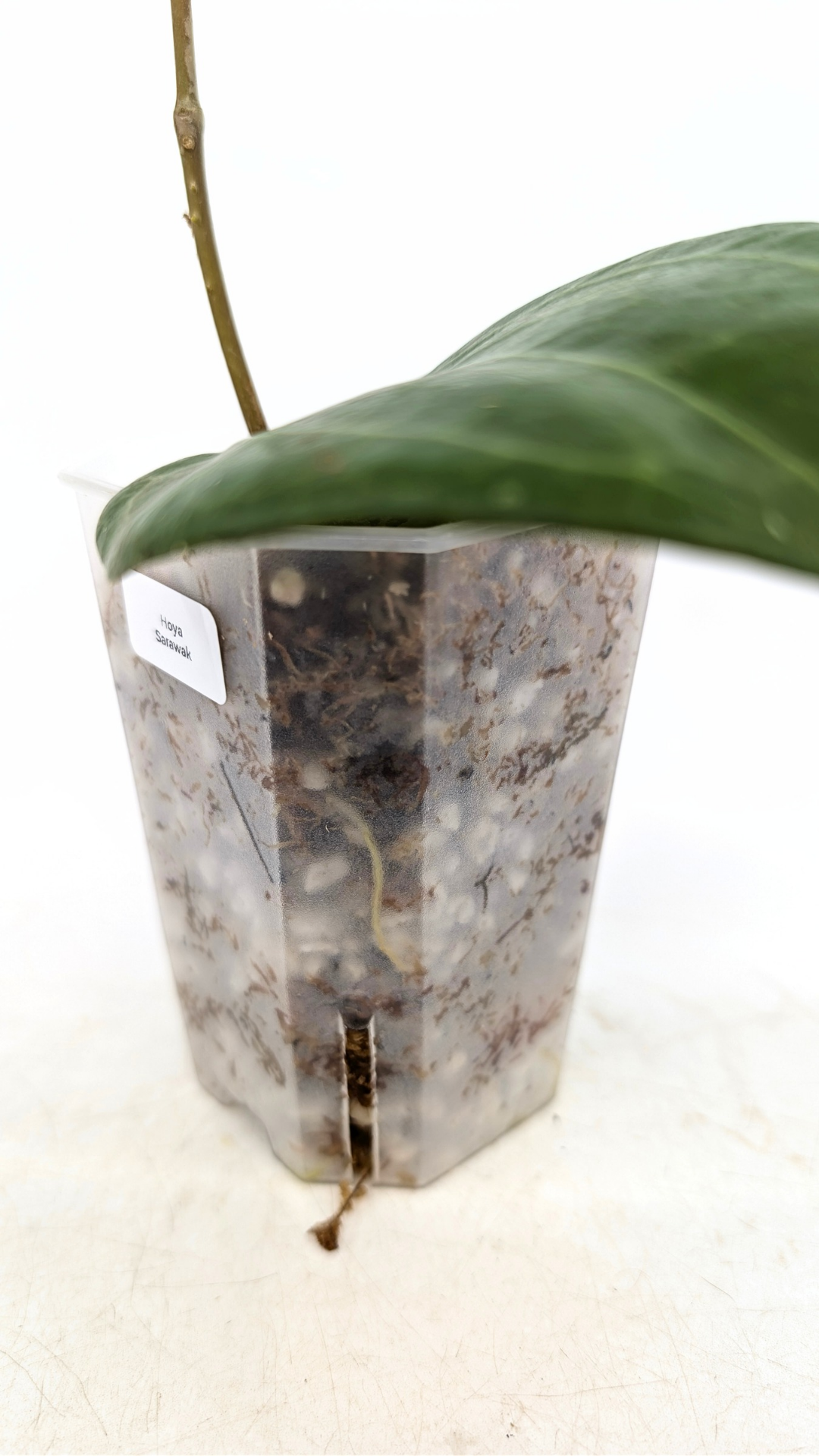 Rare waxplant Hoya Sarawak available for sale at rare indoor plant shop The Leaf Gallery in Perth, Western Australia