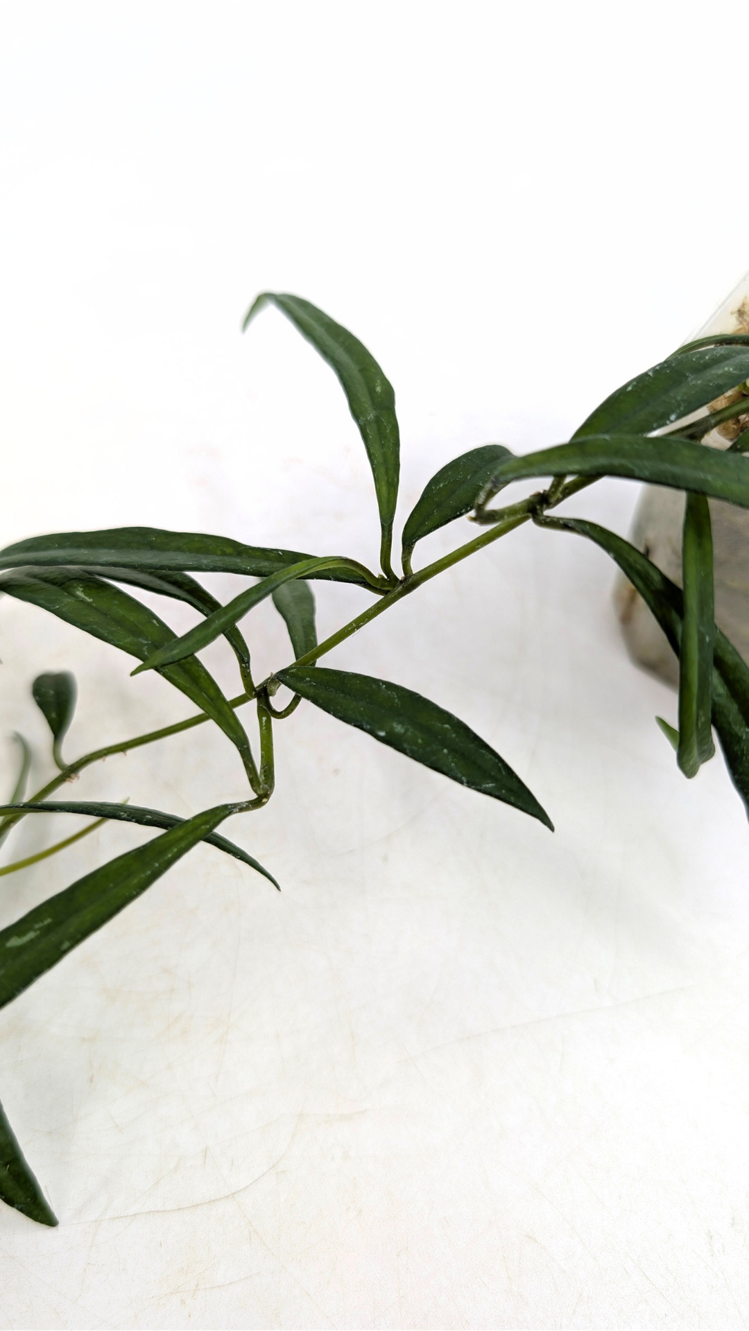 Uncommon waxplant Hoya Pauciflora available for sale at rare indoor plan shop The Leaf Gallery in Perth, Western Australia