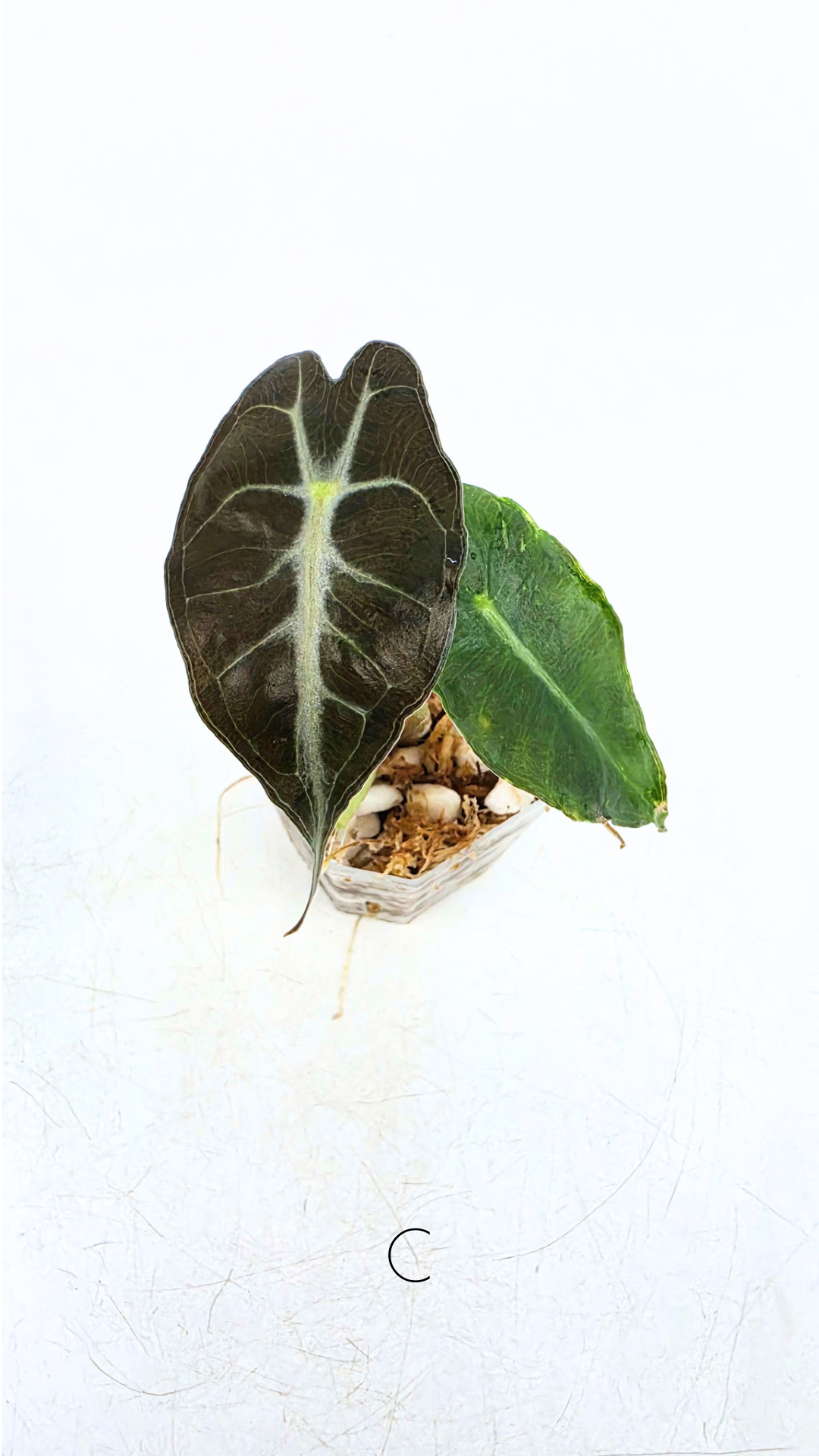 Rare indoor plant Alocasia Venom available for sale at rare house plant shop The Leaf Gallery in Perth, Western Australia.