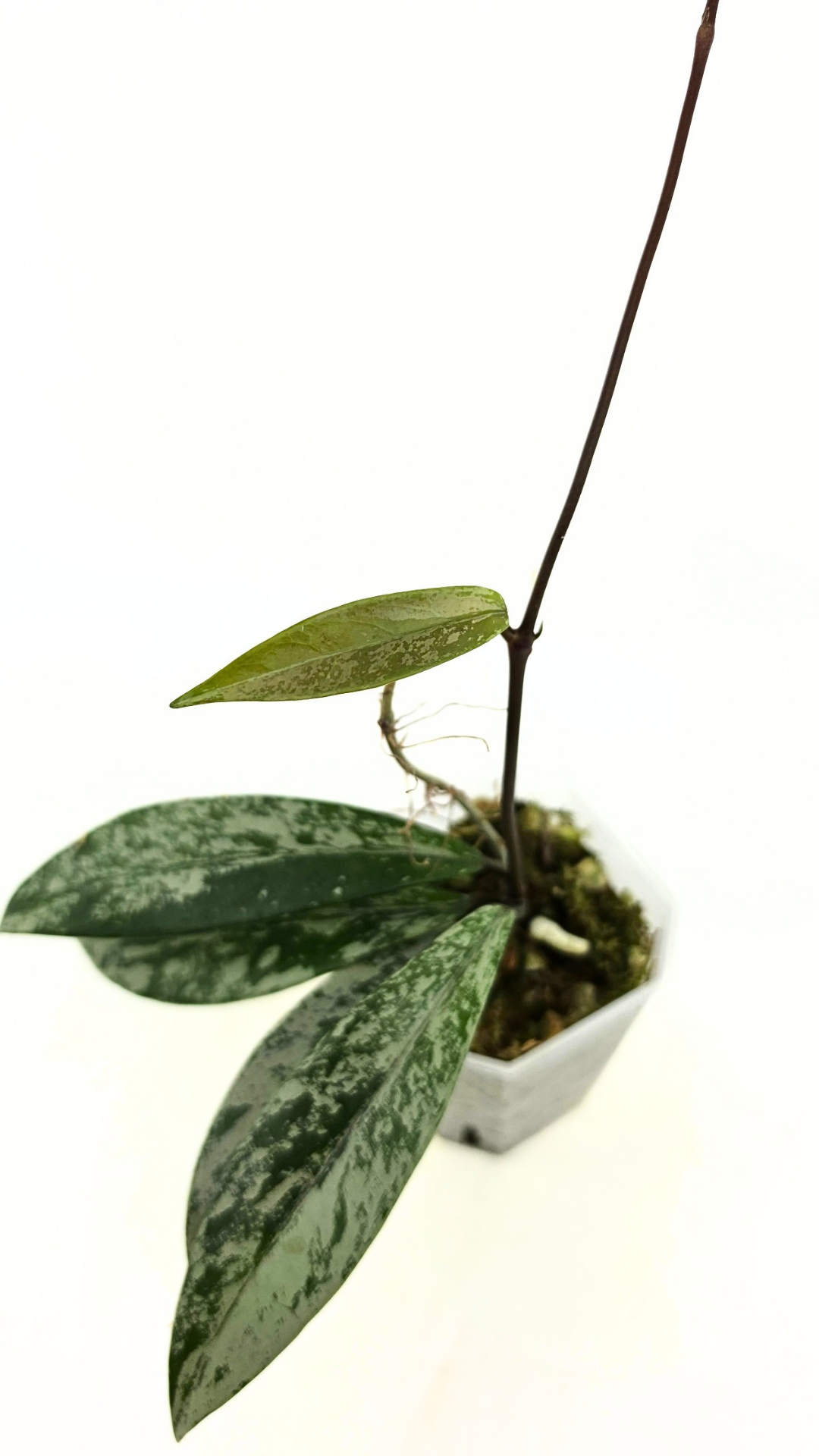Rare waxplant Hoya Pubicalyx Pink Silver Ghost available for sale at rare indoor plant shop The Leaf Gallery in Perth, Western Australia