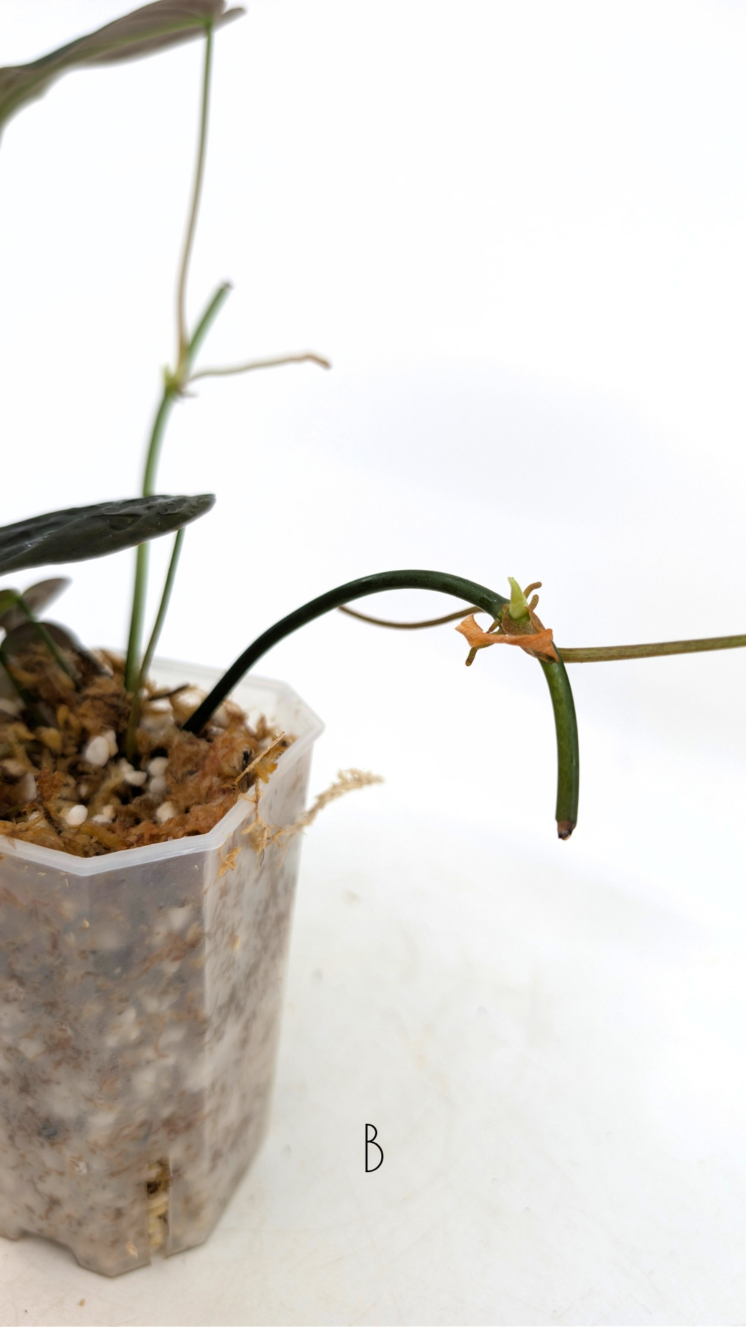 Uncommon indoor plant Philodendron Micans for sale by rare plant shop The Leaf Gallery in Perth, Western Australia