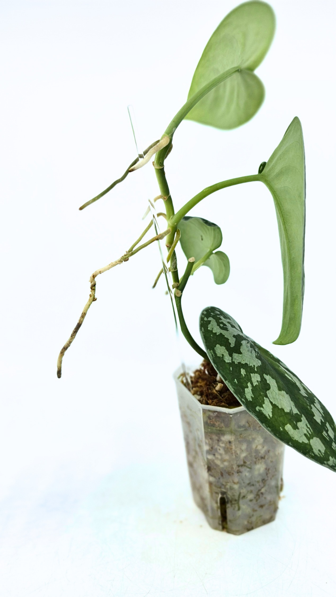 Uncommon indoor plant scindapsus Exotica available for sale at rare plant shop The Leaf Gallery in Perth, Western Australia.
