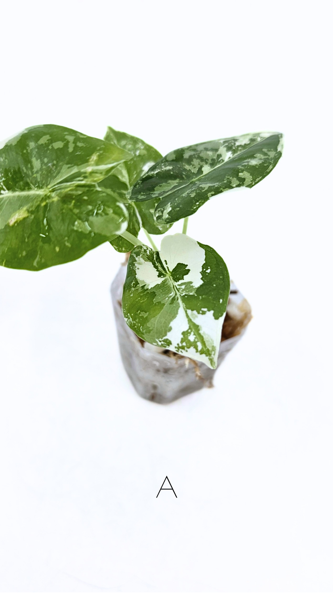 Rare indoor plant Alocasia Frydek Variegated available for sale at rare house plant shop The Leaf Gallery in Perth, Western Australia
