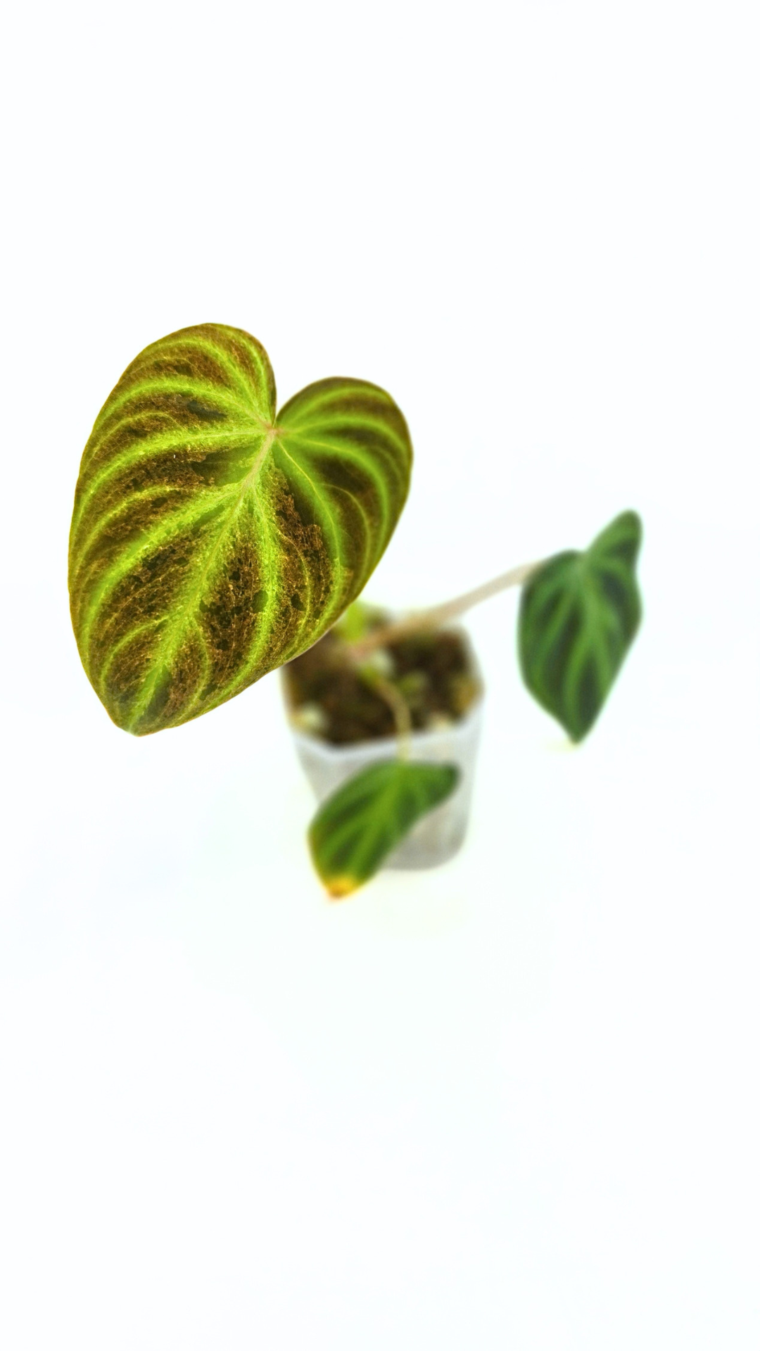 Rare indoor plant Philodendron Verrucusom Mint Variegated available for sale at rare house plant shop The Leaf Gallery in Perth, Western Australia