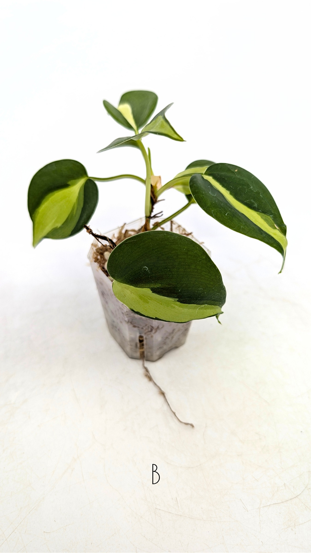 Rare indoor plant Philodendron Cream Splash available at rare plant shop The Leaf Gallery in Perth, Western Australia
