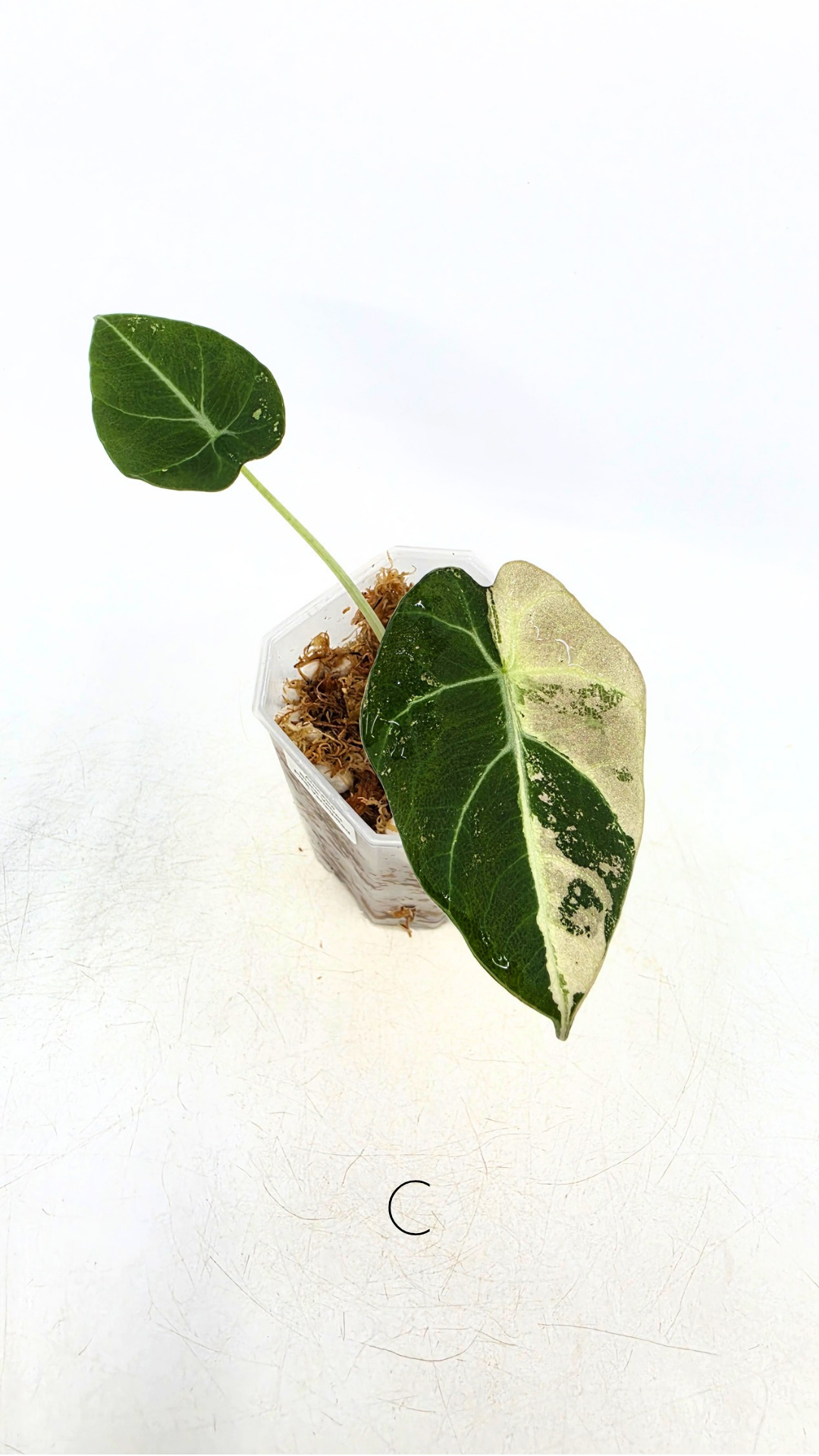 Rare indoor plant Alocasia Black Velvet Pink Variegated available for sale from rare house plant shop The Leaf Gallery in Perth, Western Australia