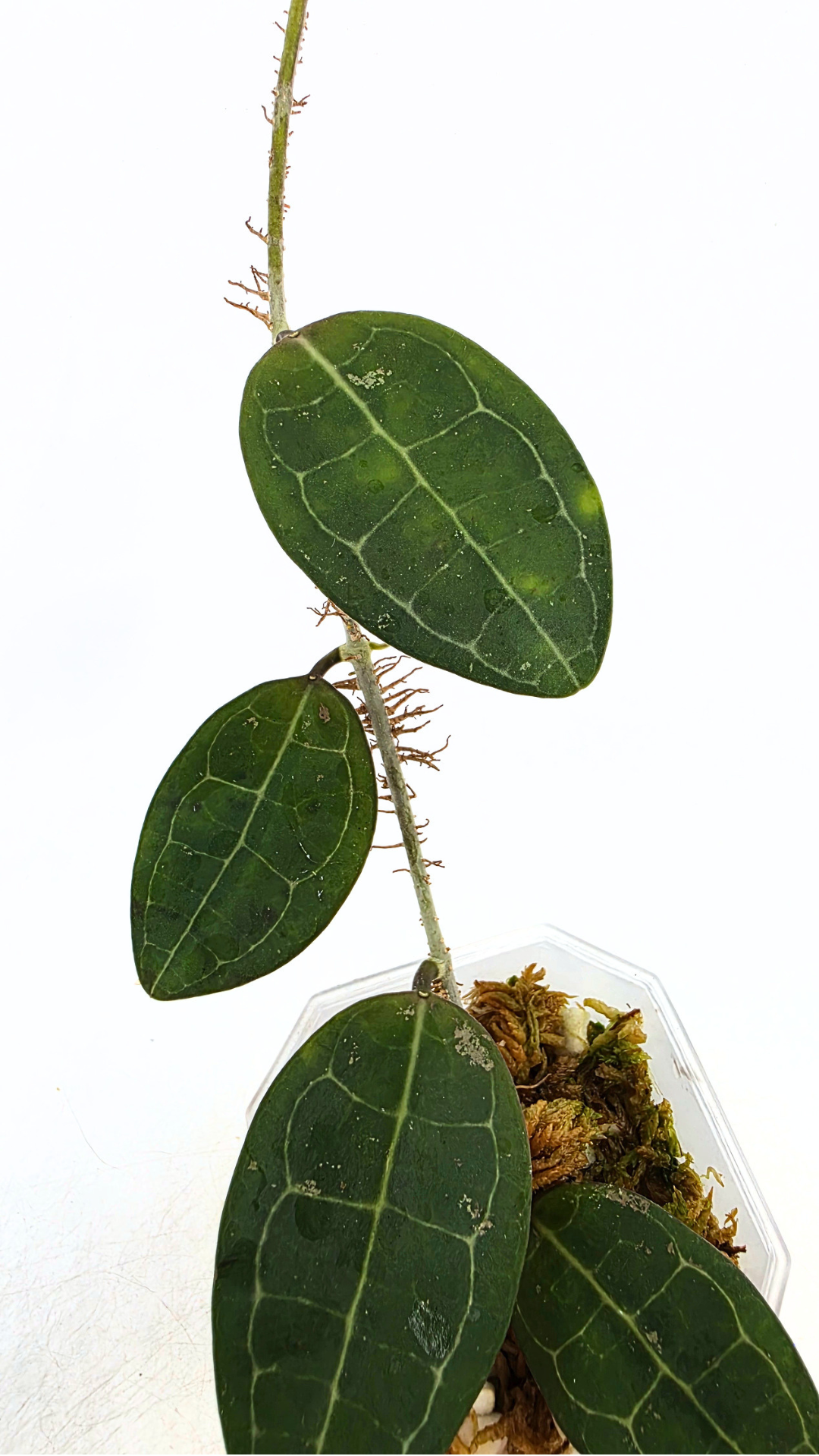 Rare indoor wax plant Hoya Elliptica grown and propagated by rare plant shop The Leaf Gallery in Perth, Western Australia