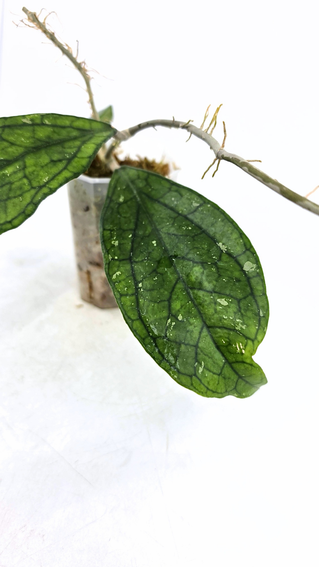Rare waxplant Hoya Decipulae available for sale at rare indoor plant shop The Leaf Gallery in Perth, Western Australia