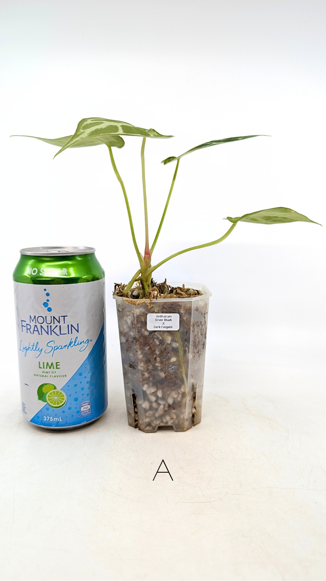 Rare anthurium hybrid Dark Forgetii cross with Anthurium Silver blush available for sale at rare plant shop The Leaf Gallery in Perth, Western Australia