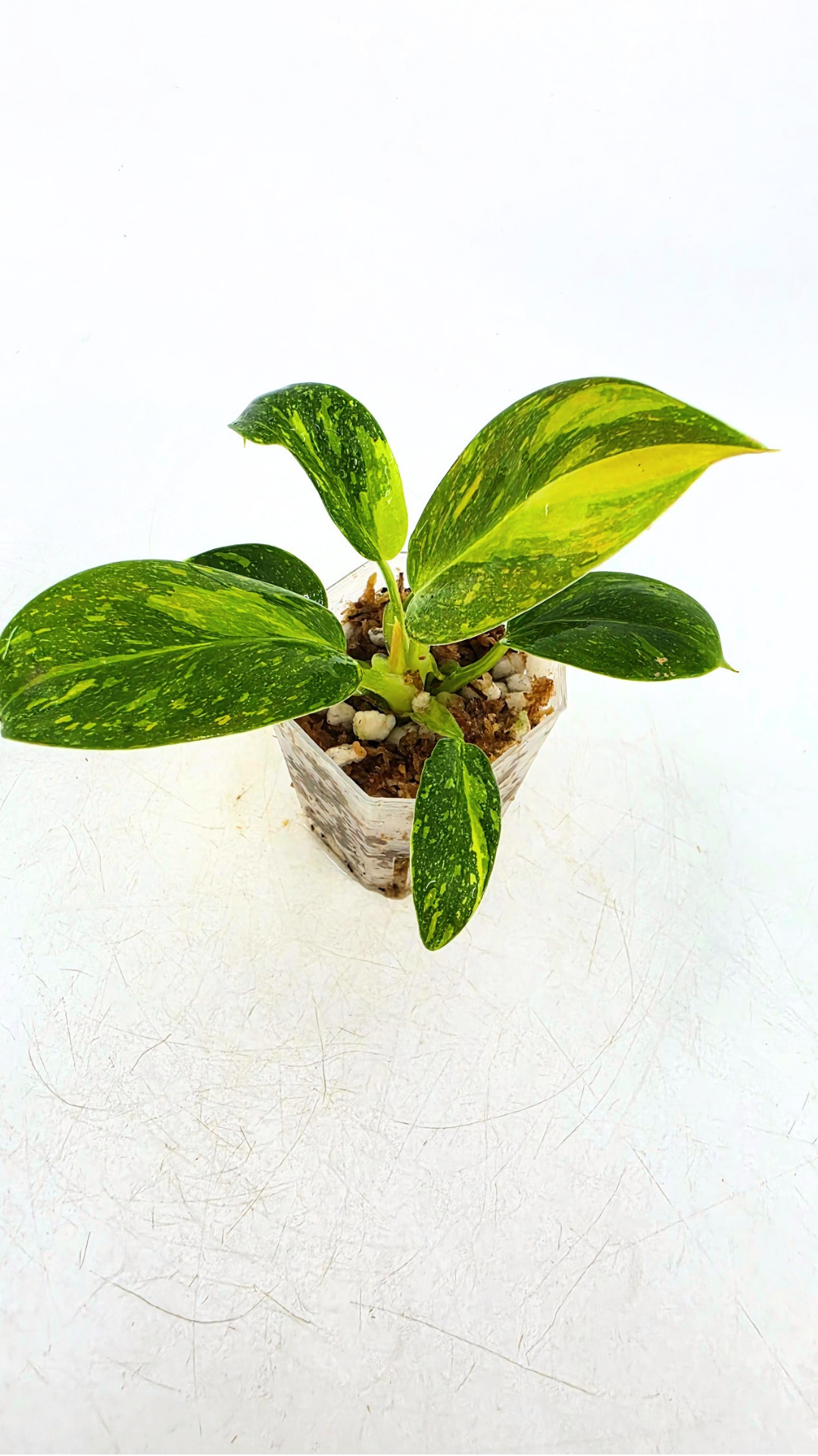 Uncommon Philodendron Green Congo Hybrid Varigated also known as Philodendron Green Congo Nuclear available for sale at rare plant shop The Leaf Gallery in Perth, Western Australia