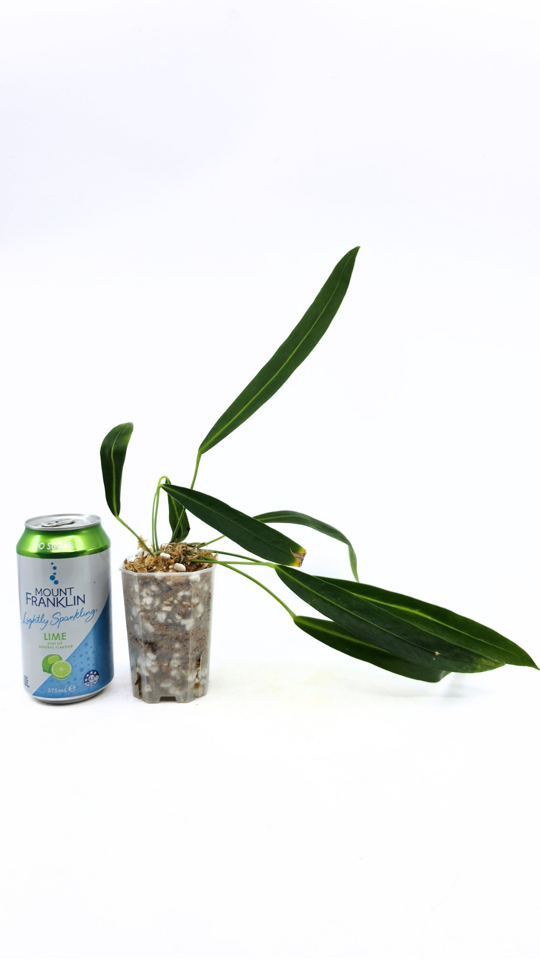 Rare indoor plant Anthurium friedrichsthalii available for sale at rare house plant shop The Leaf Gallery in Perth, Western Australia