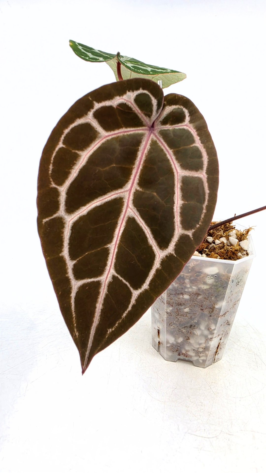 are indoor plant Anthurium Michelle by DocBlock avaiable for sale at rare house plant shop The Leaf Gallery in Perth, Western Australia