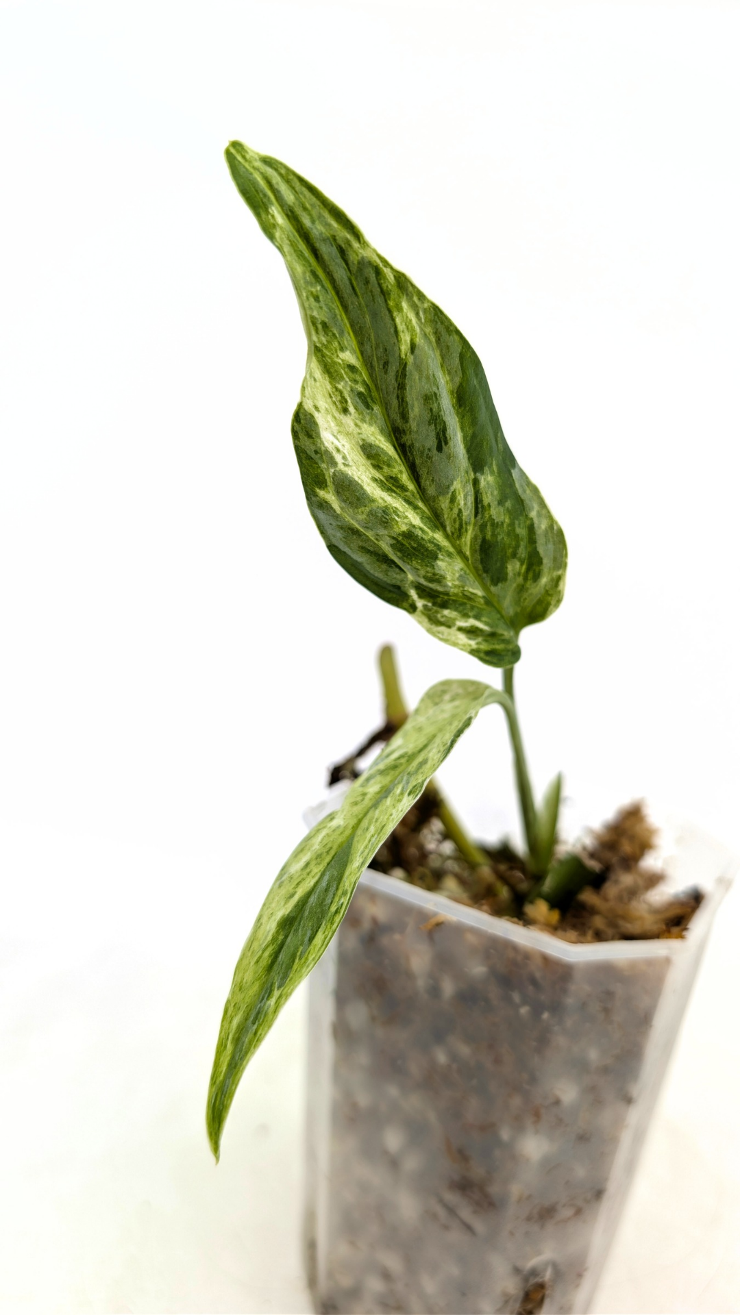 Rare indoor house plant Monstera Adansonii Mottled Mint Varigation Indonesian Form stem propagation by The Leaf Gallery in Perth.