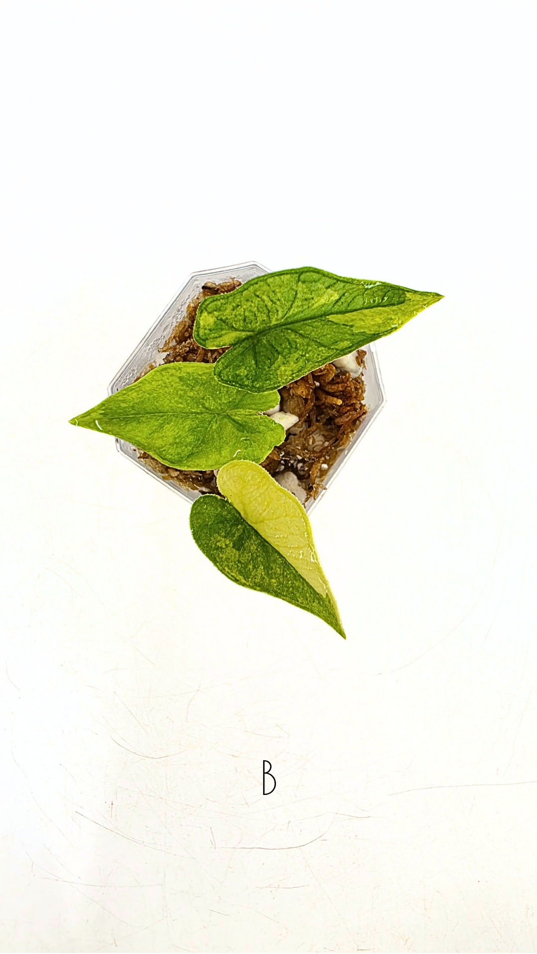 Rare indoor plannt Alocasia Jacklyn Variegated available for sale at rare house plant shop The Leaf Gallery in Perth, Western Australia.