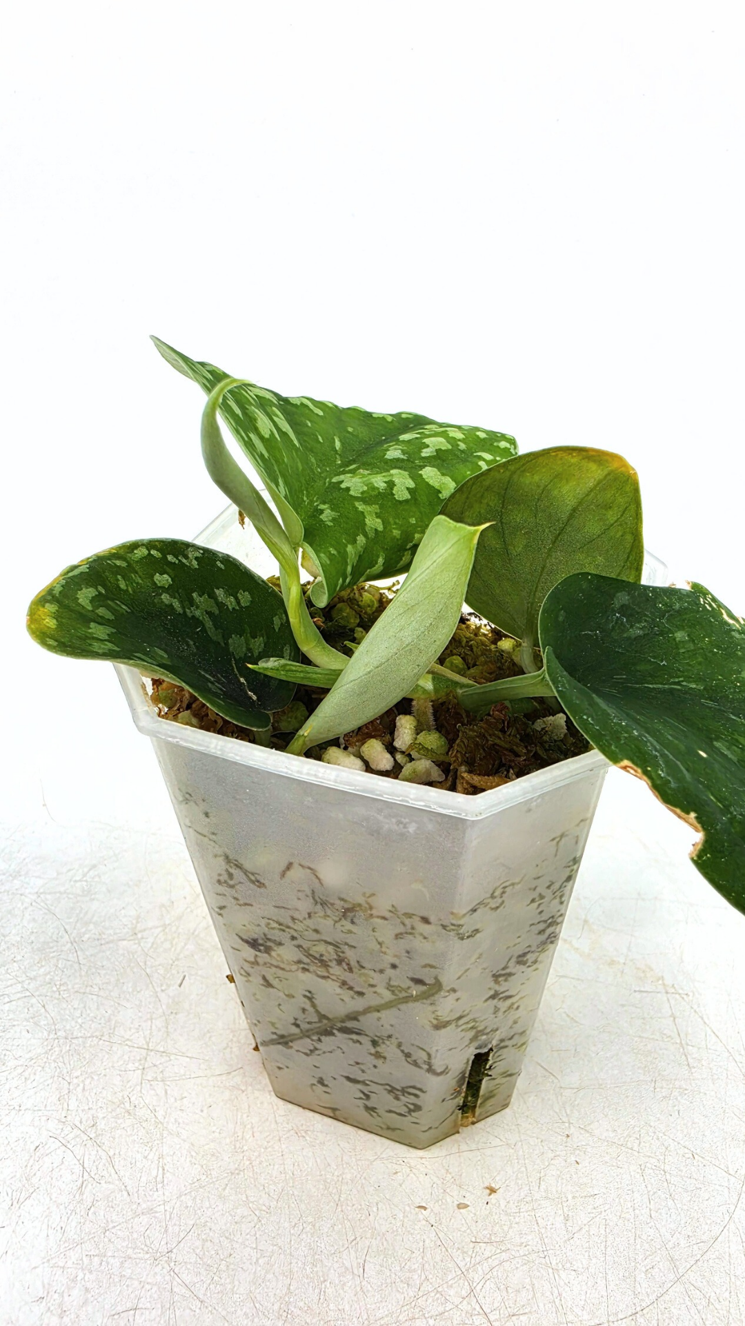 Rare indoor plant Scindapsus Pictus Haask Snake Scale Available for sale at rare plant shop The Leaf Gallery in Perth, Western Australia