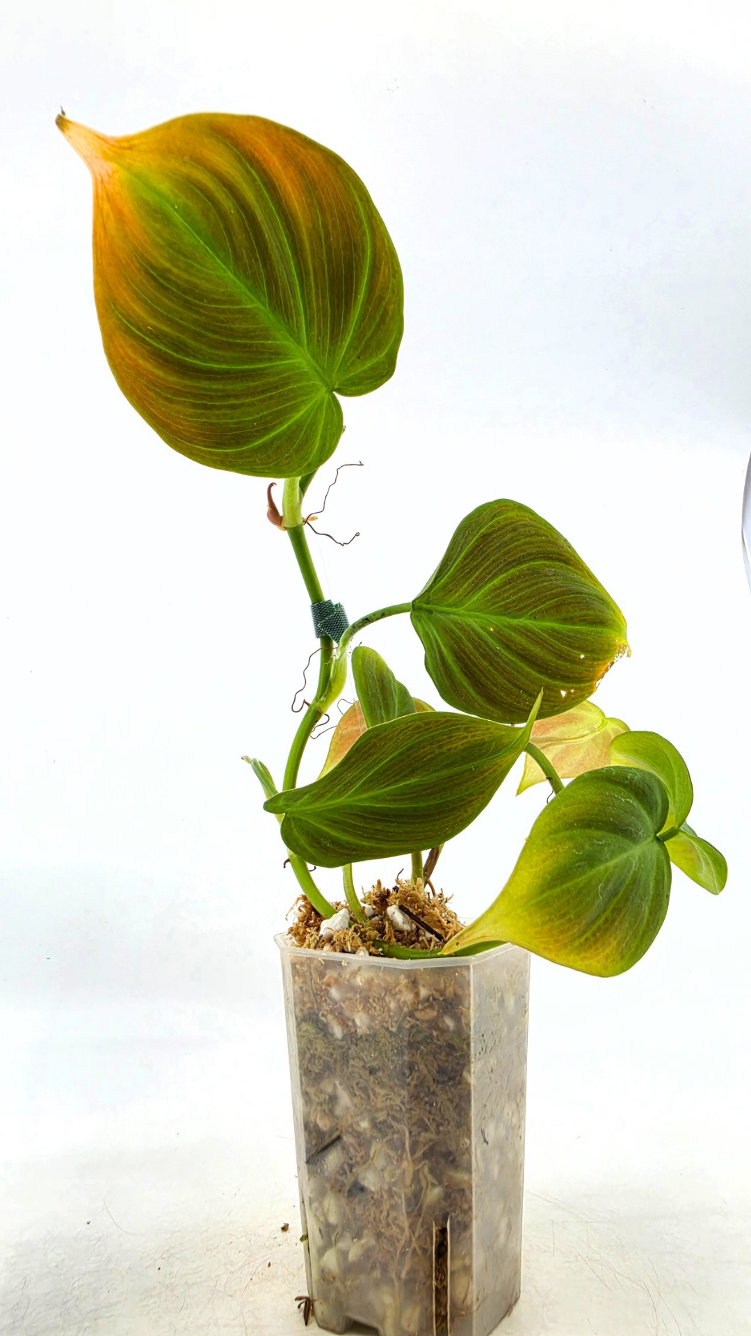 Uncommon indoor plant Philodendron Camposportoanum available for sale at rare house plant shop The Leaf Gallery in Perth, Western Australia