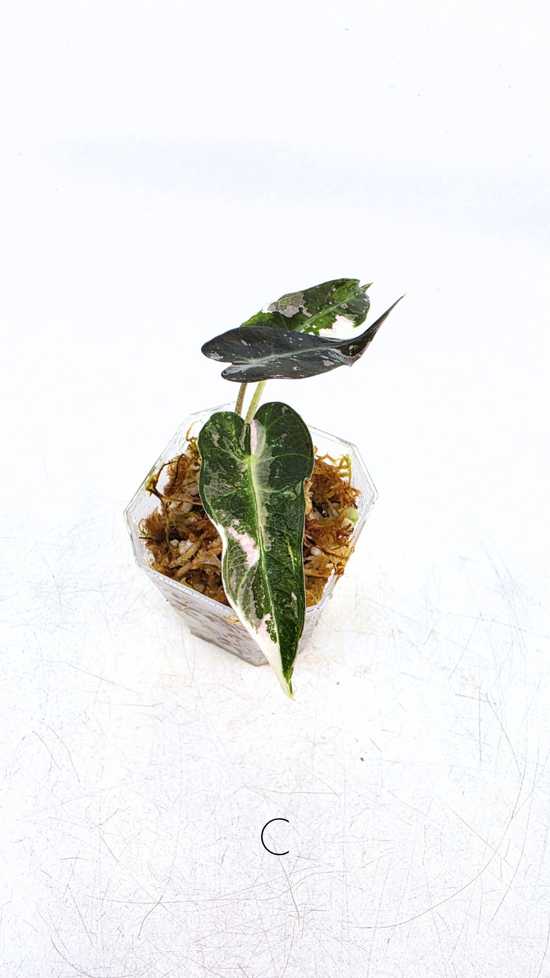 Rare indoor plant Alocasia Amazonica Bambino Pink TC plantlets available for sale at rare houseplant shop The Leaf Gallery in Perth, Western Australia