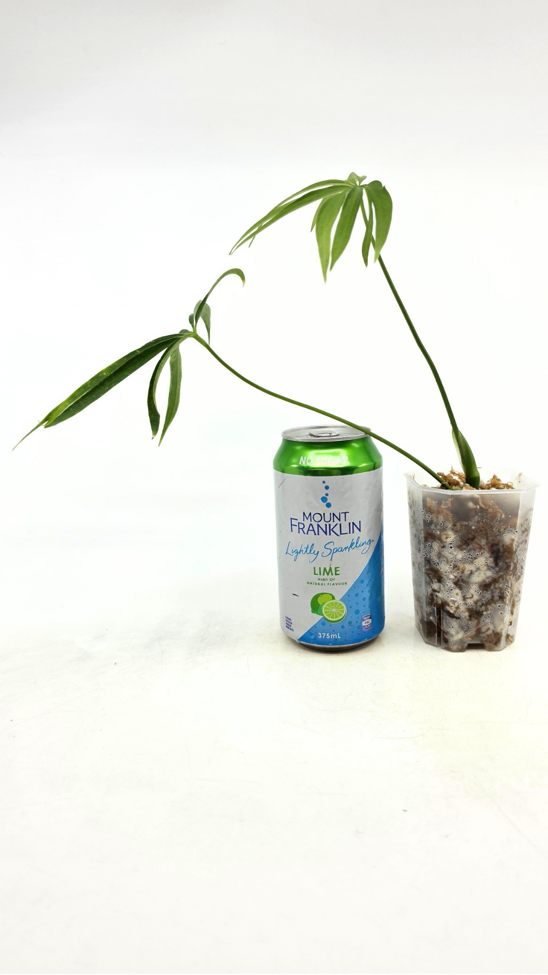 Hard to find house plant Anthurium Polydactylum available for sale at rare plant shop The Leaf Gallery in Perth, Western Australia.