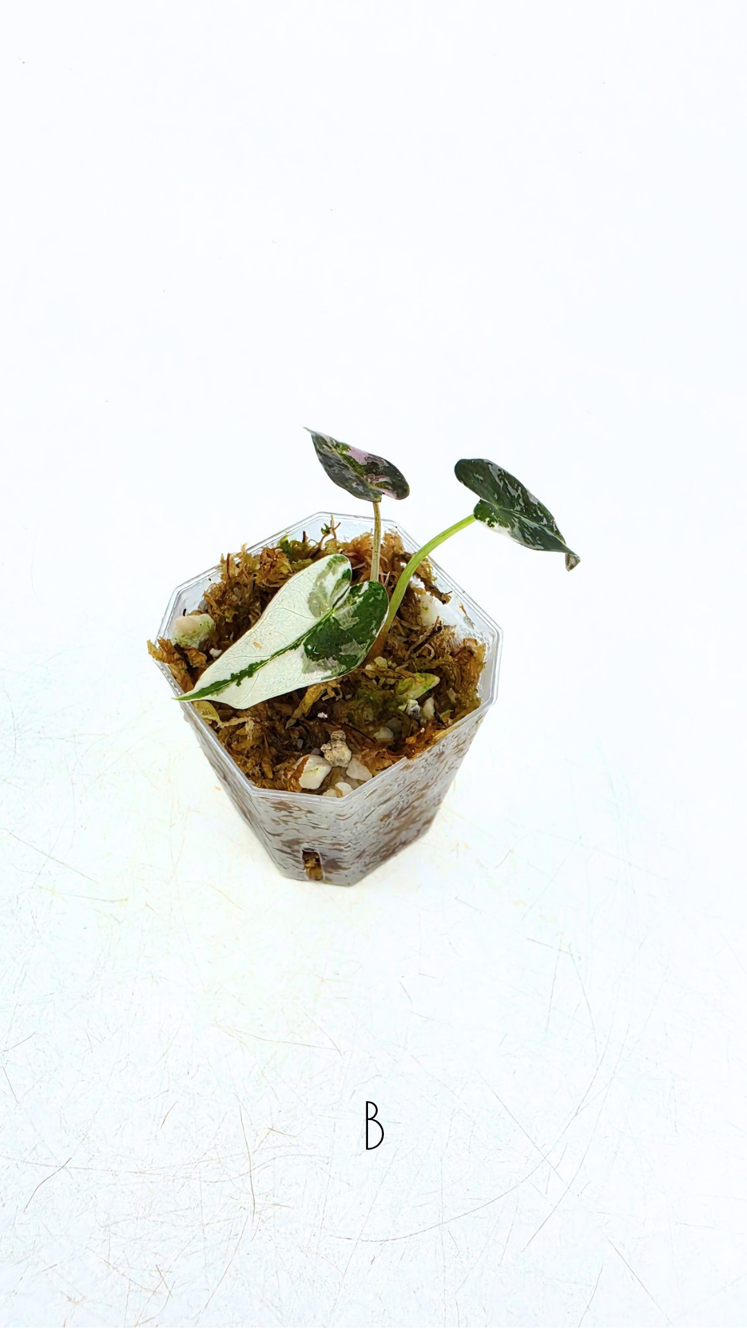 Rare indoor plant Alocasia Amazonica Bambino Pink TC plantlets available for sale at rare houseplant shop The Leaf Gallery in Perth, Western Australia