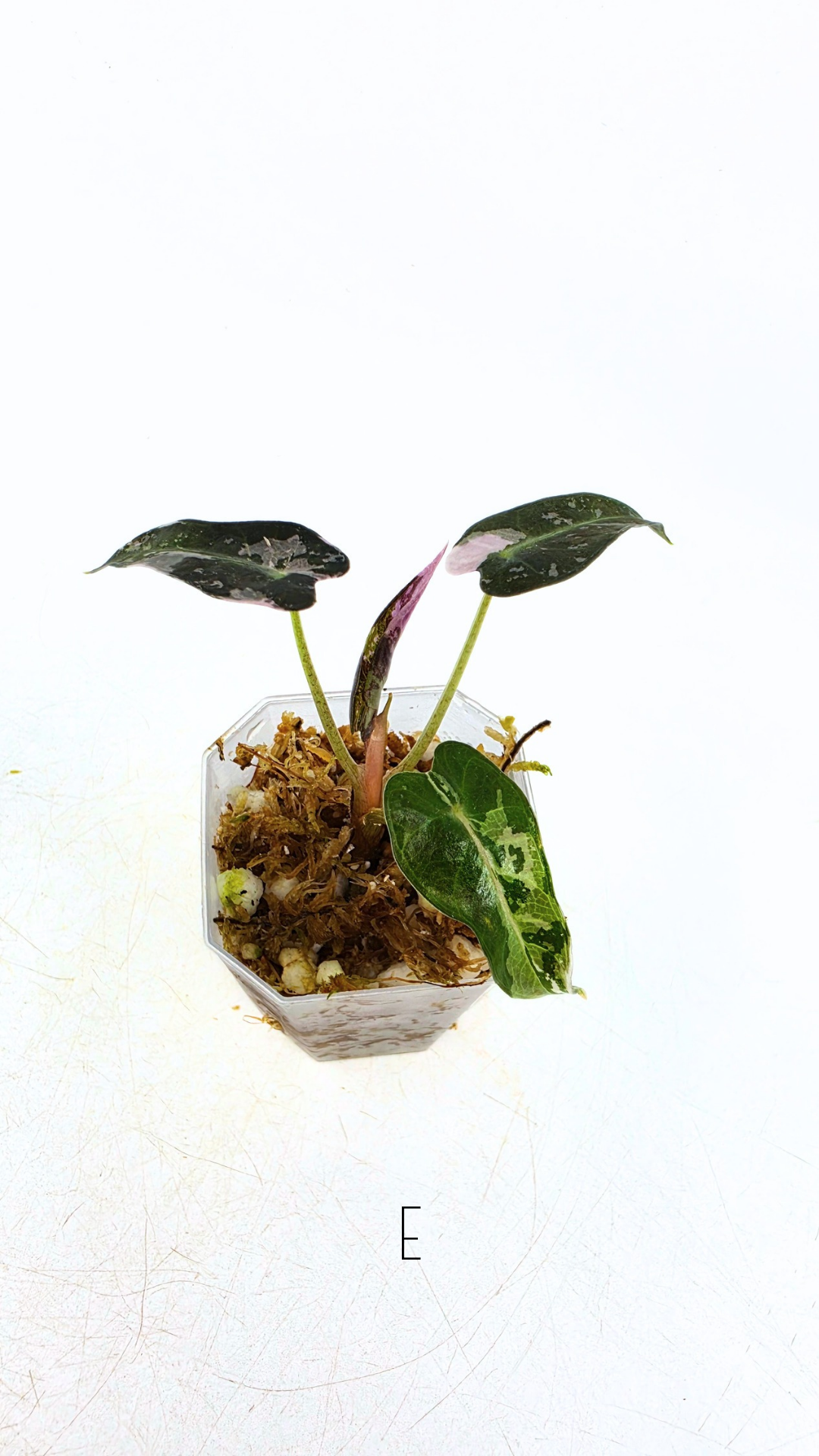 Rare indoor plant Alocasia Amazonica Bambino Pink TC plantlets available for sale at rare houseplant shop The Leaf Gallery in Perth, Western Australia