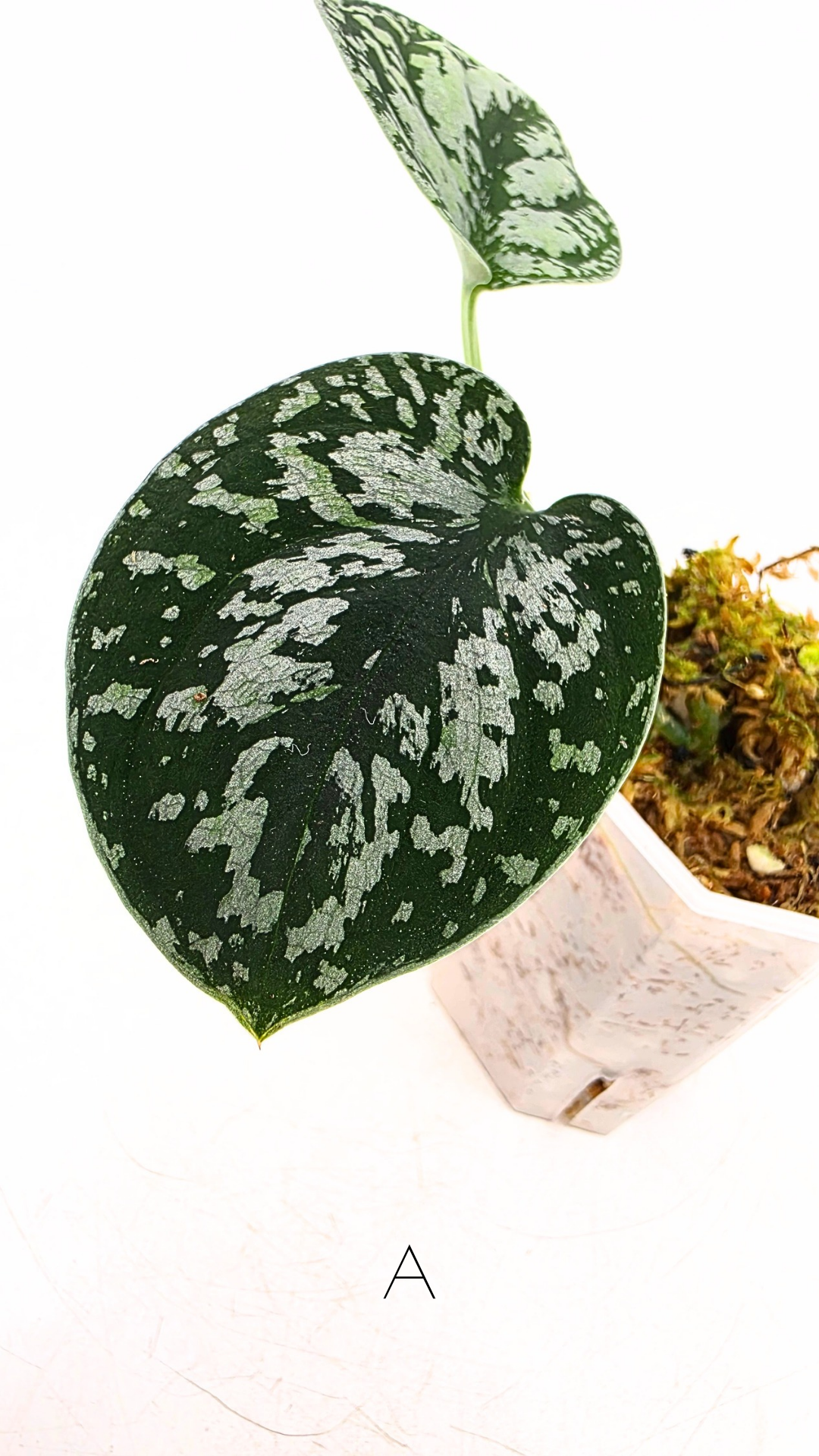 Rare indoor plant Scindapsus Dark Silver Tricolour available for sale at rare house plant shop The Leaf Gallery in Perth, Western Australia