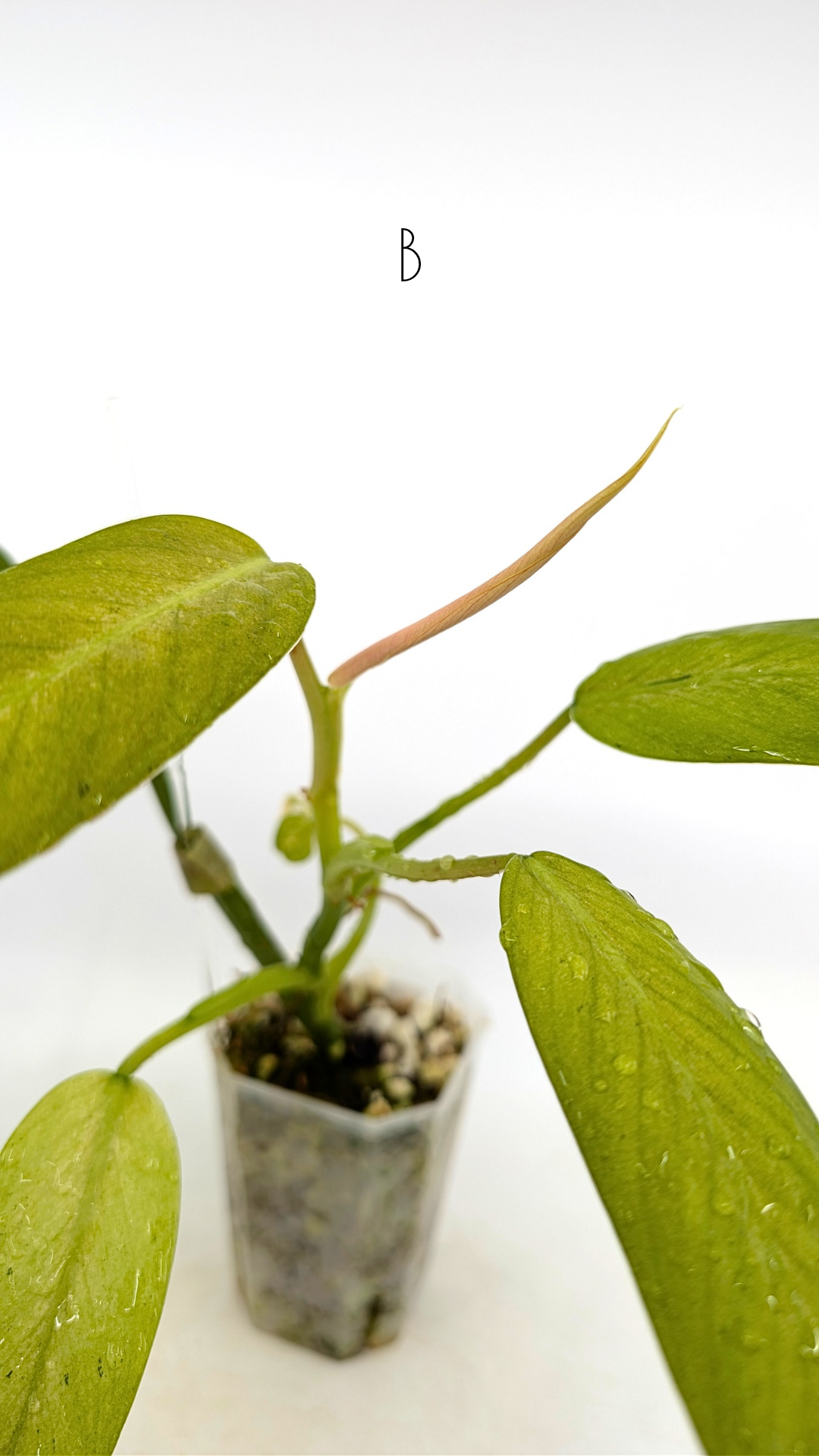 Rare indoor plant Philodendron Whipple Way by rare plant shop The Leaf Gallery in Perth, Western Australia