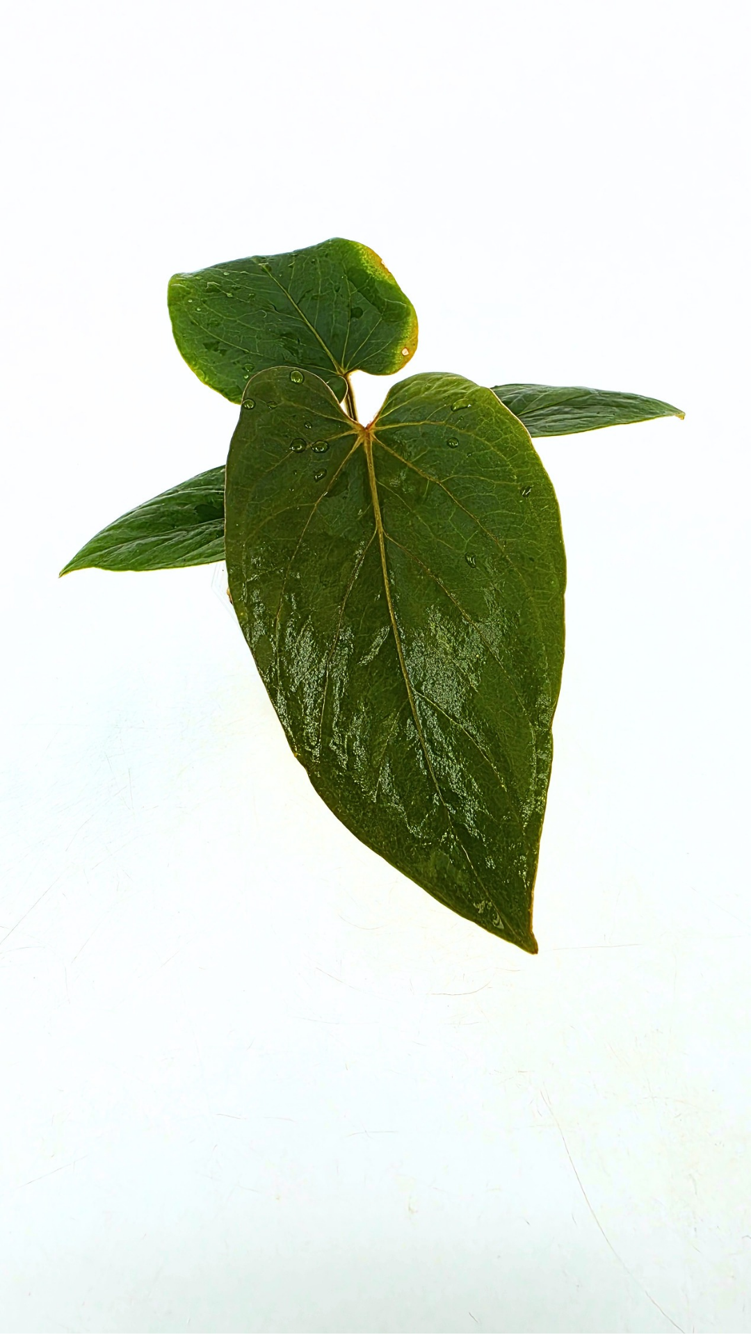 Rare indoor plant Anthurium Kunyalense available for sale at rare house plant shop The Leaf Gallery in Perth, Western Australia