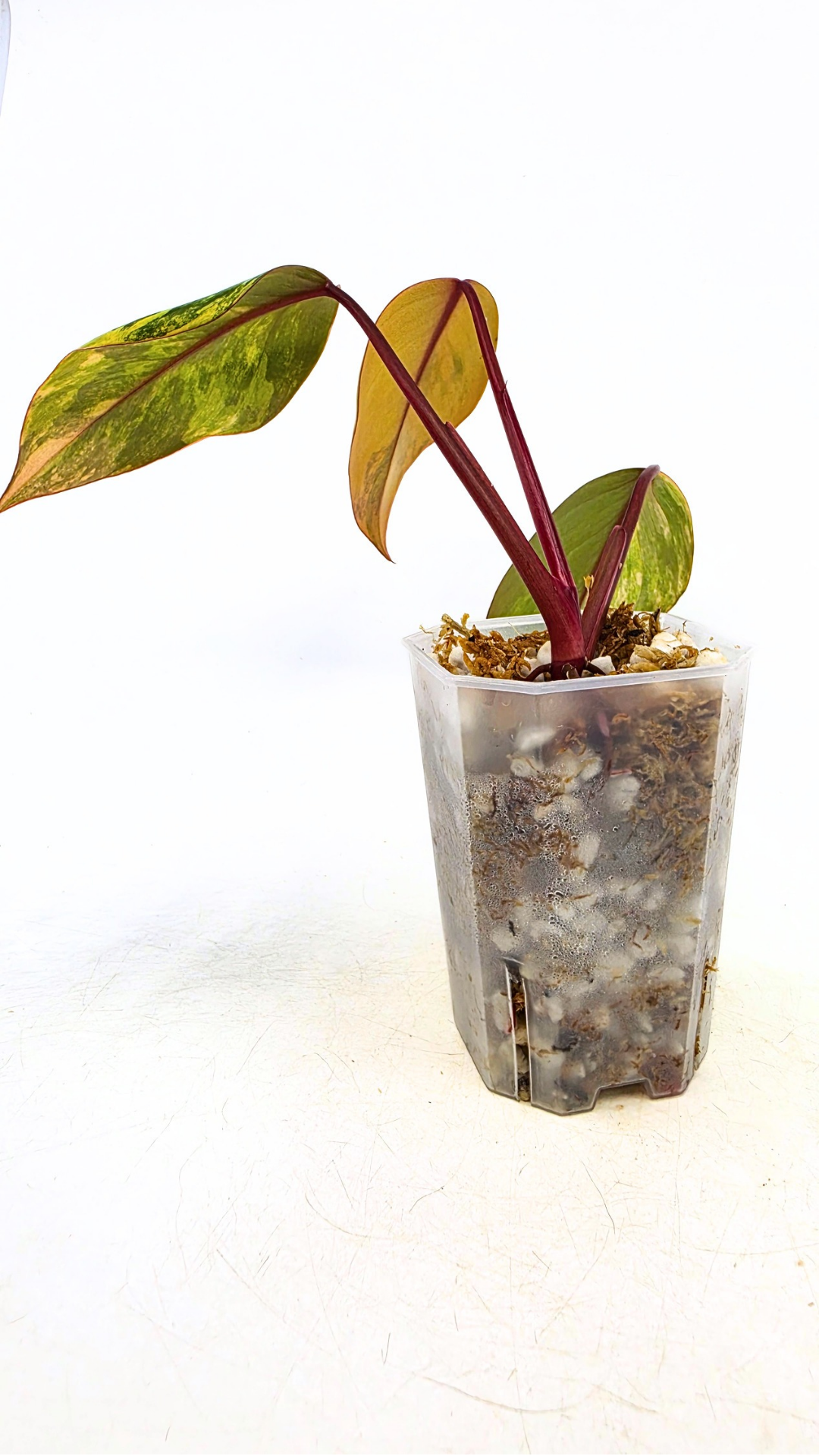 Rare indoor plant Philodendron Strawberry Shake grown and propagated by rare plant shop The Leaf Gallery in Perth, Western Australia