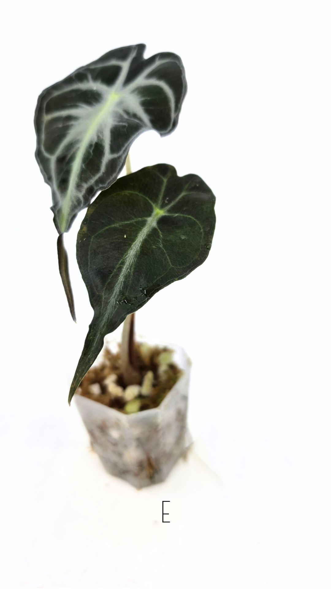 Rare indoor plant Alocasia Venom available for sale at rare house plant shop The Leaf Gallery in Perth, Western Australia