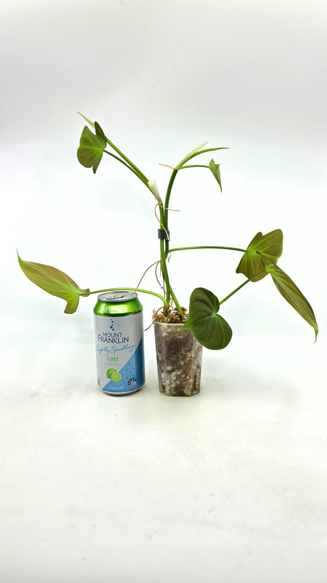 Uncommon indoor plant Philodendron Camposportoanum available for sale at rare house plant shop The Leaf Gallery in Perth, Western Australia