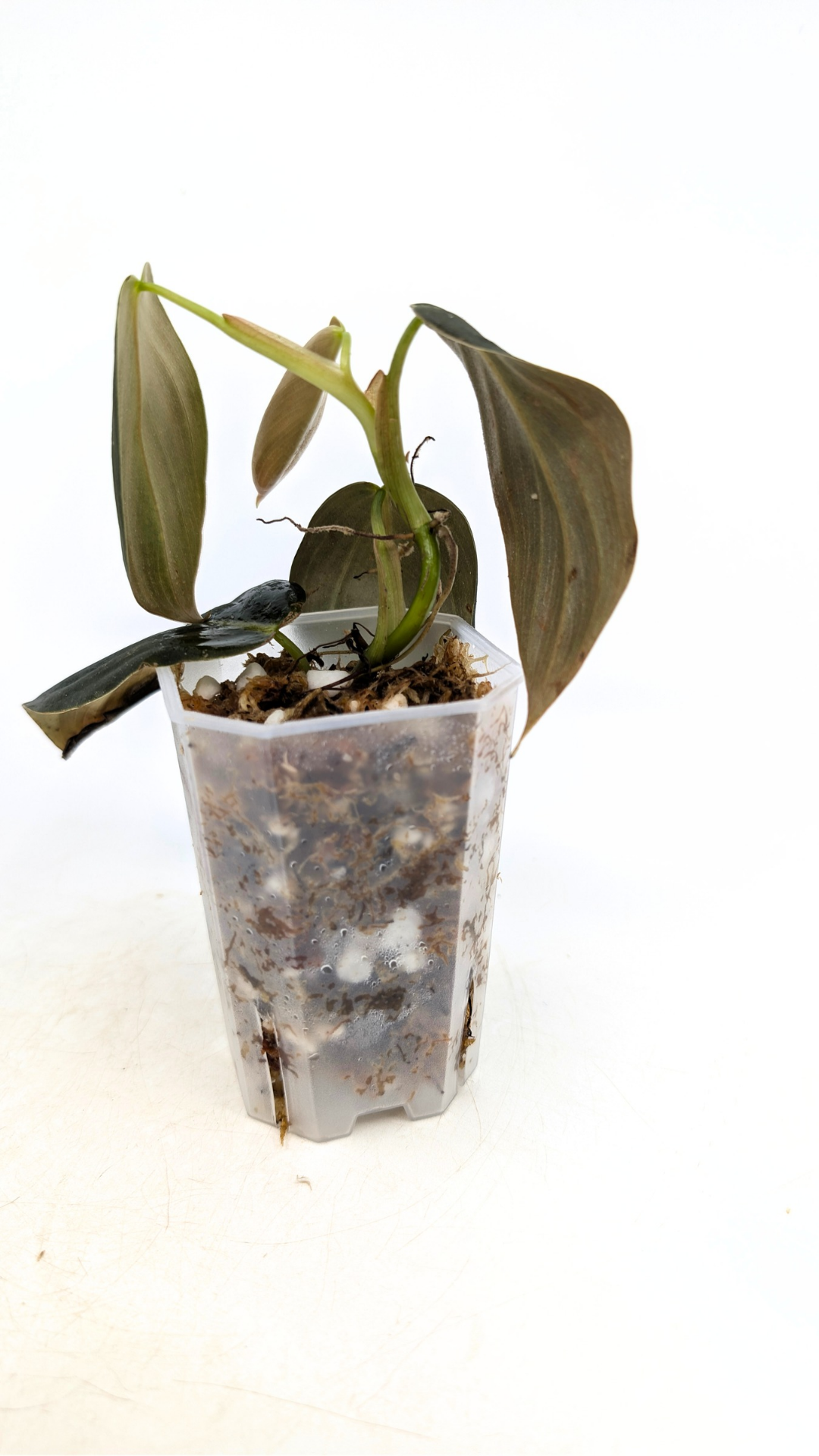 Uncommon indoor plant Philodendron Gigas available for sale at rare house plant shop The Leaf Gallery in Perth, Western Australia