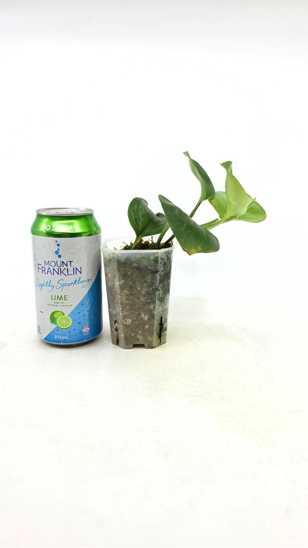 Rare indoor plant Scindapsus Treubii Moonlight available for sale at rare house plant shop The Leaf Gallery in Perth, Western Australia