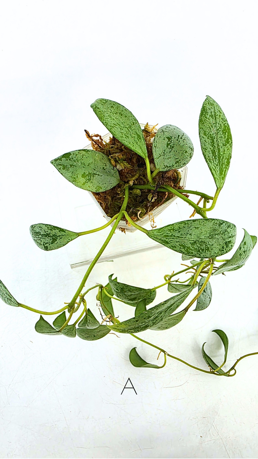 Rare waxplant Hoya Sulcata available for sale at rare indoor plant shop The Leaf Gallery in Perth, Western Australia