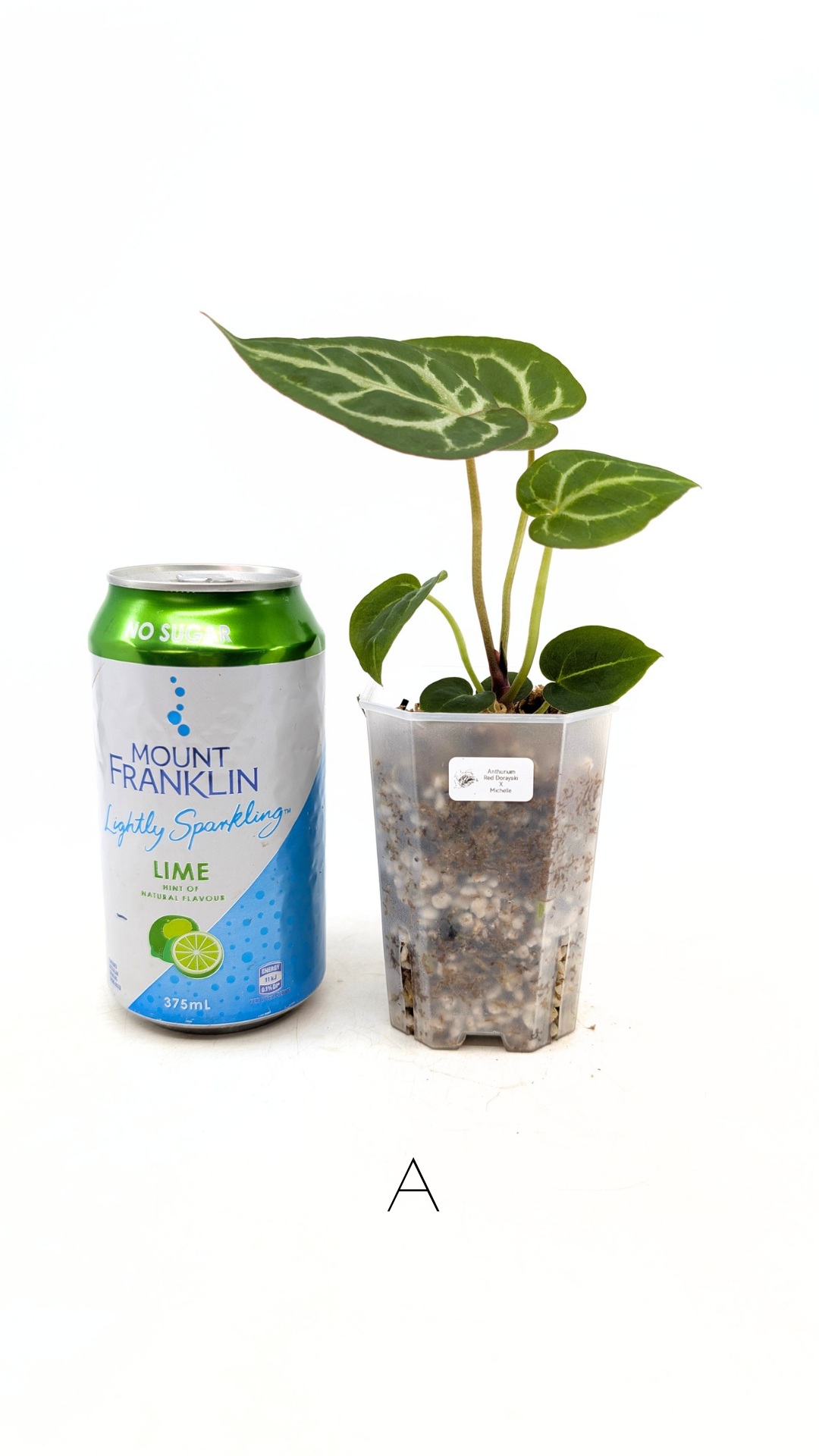 Rare anthurium hybrid Anthurium red dorayaki mutation with Anthurium Michelle by The Leaf Gallery in Perth, Western Australia