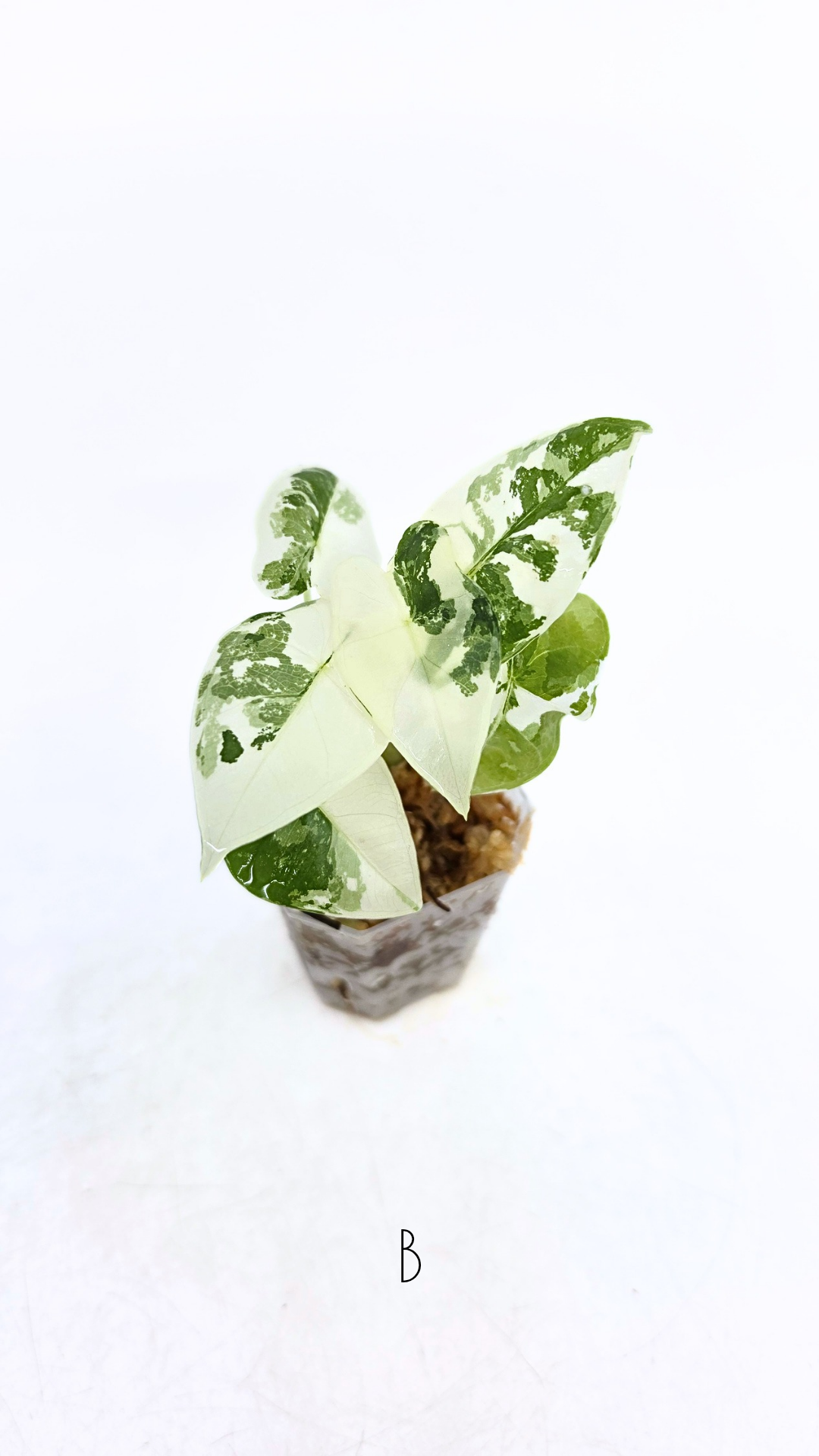 Rare indoor plant Alocasia Frydek Variegated available for sale at rare house plant shop The Leaf Gallery in Perth, Western Australia