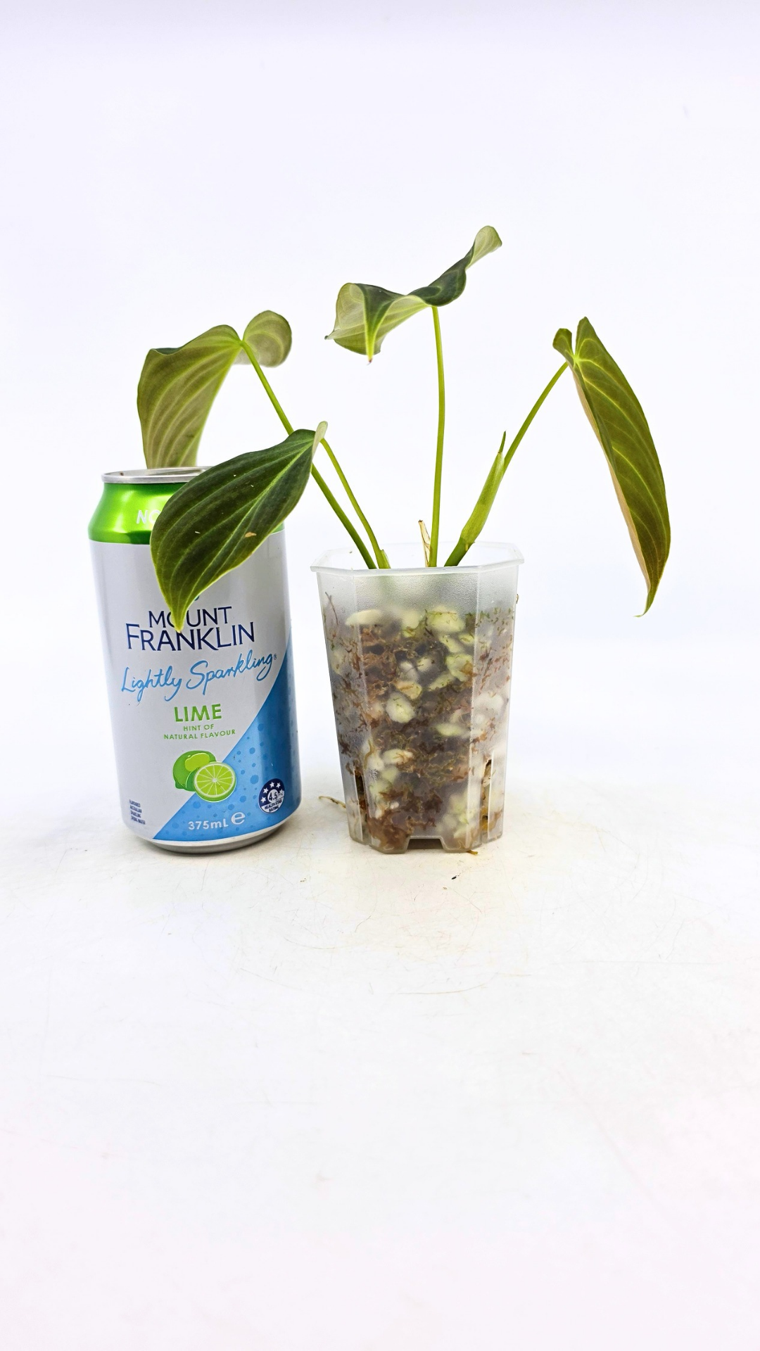 Uncommon indoor plant Philodendron Splendid available for sale at rare house plant shop The Leaf Gallery in Perth, Western Australia