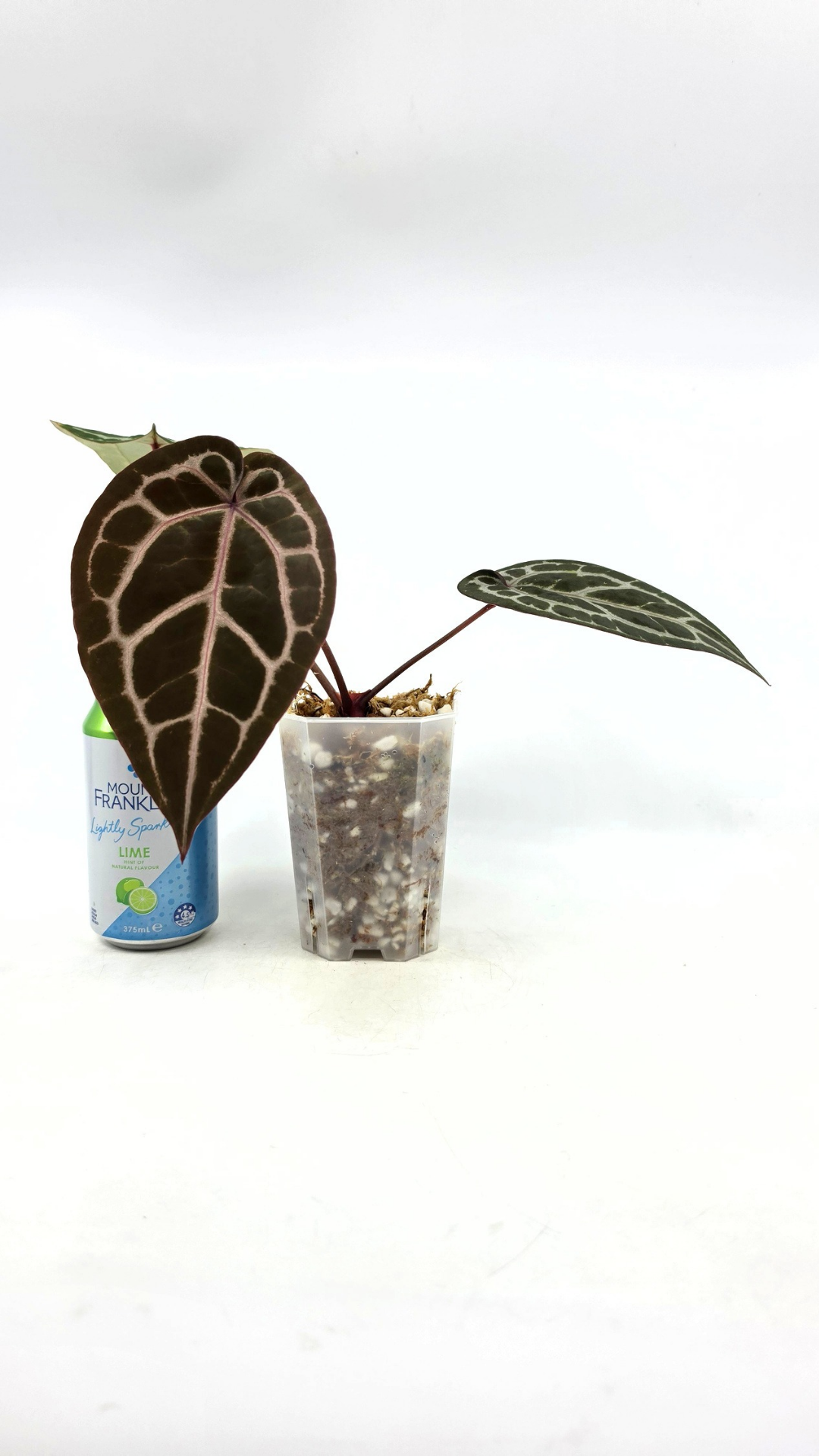 are indoor plant Anthurium Michelle by DocBlock avaiable for sale at rare house plant shop The Leaf Gallery in Perth, Western Australia