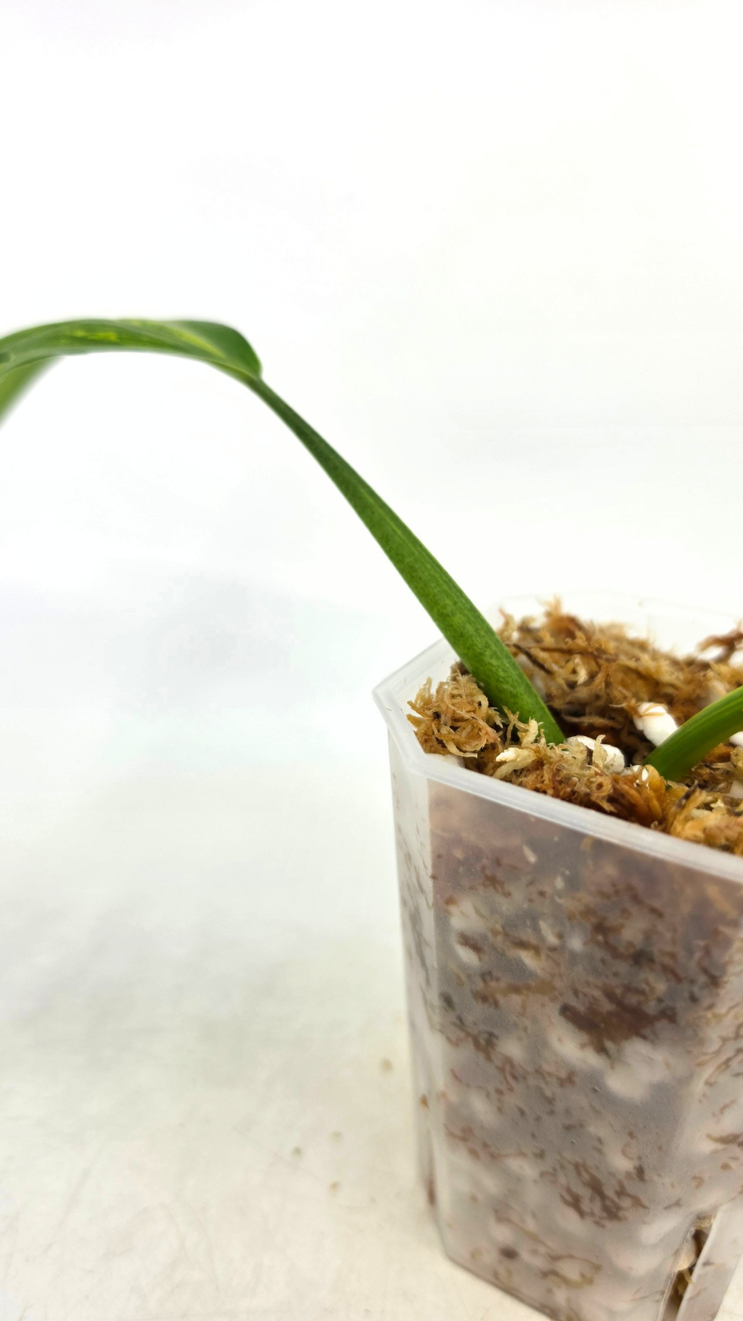 Super Rare indoor plant Philodendron Panduriforme variegated available for sale at rare house plant shop The Leaf Gallery in Perth, Western Australia.
