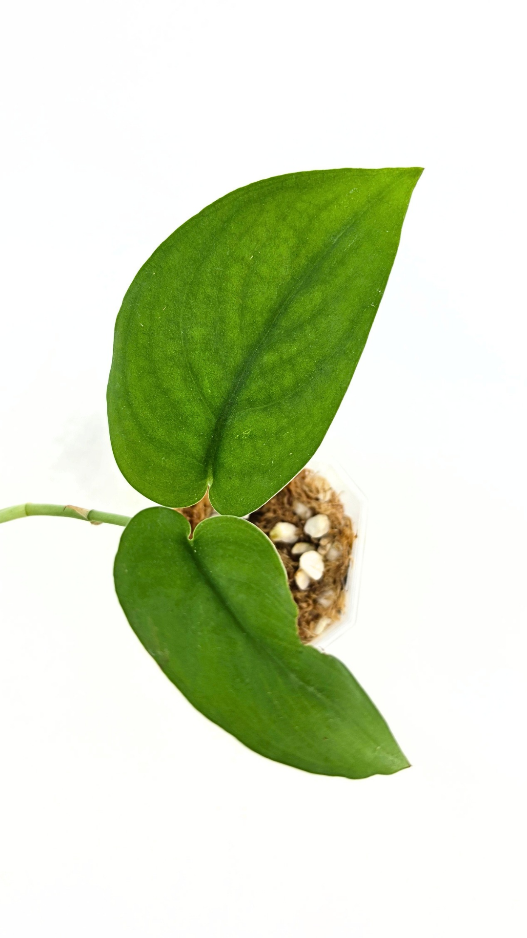 Rare indoor plant Scindapsus Jade Satin available for sale at rare plant shop The Leaf Gallery in Perth, Western Australia
